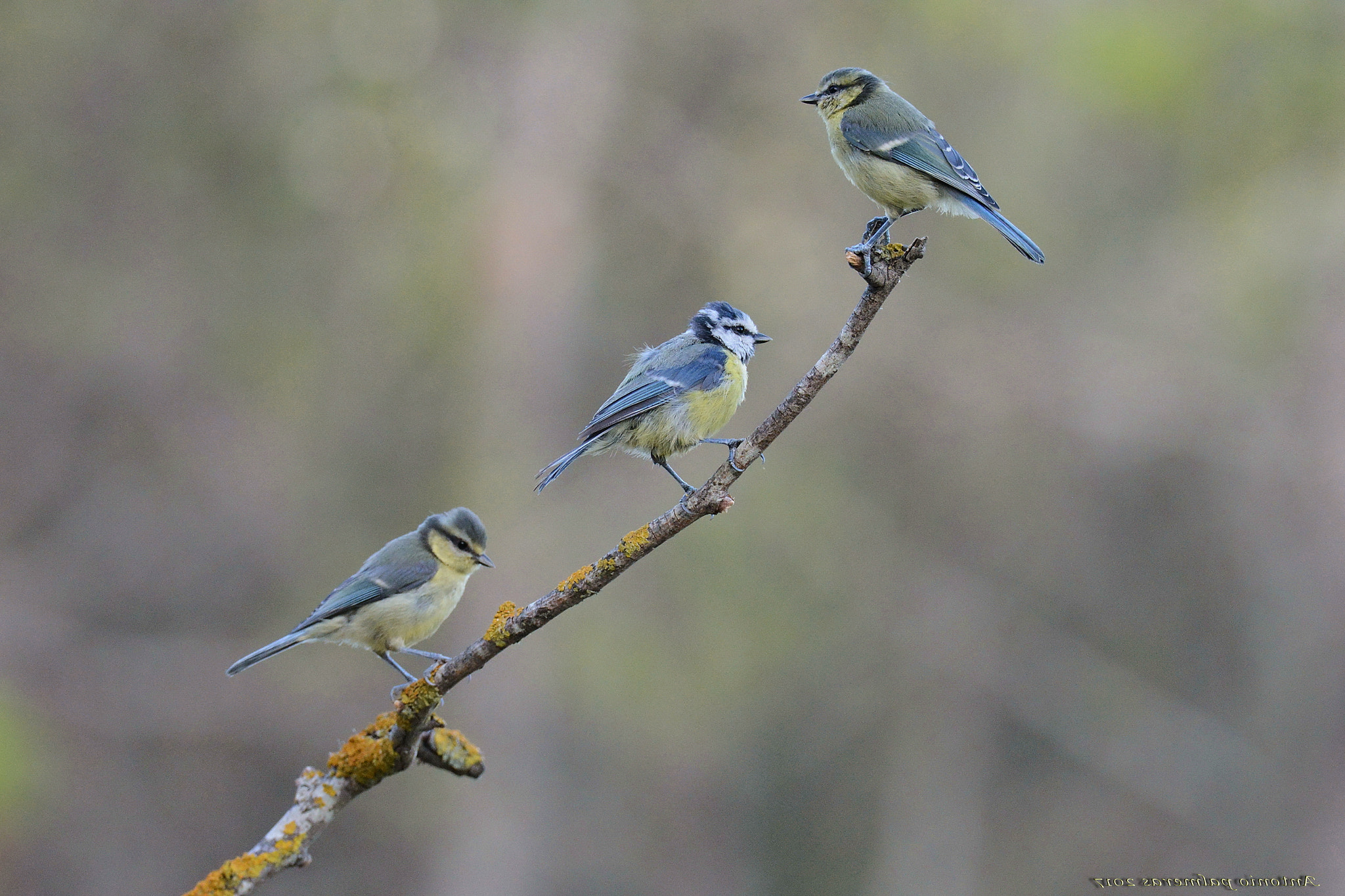 Nikon D7100 + Sigma 150-600mm F5-6.3 DG OS HSM | S sample photo. El discurso photography