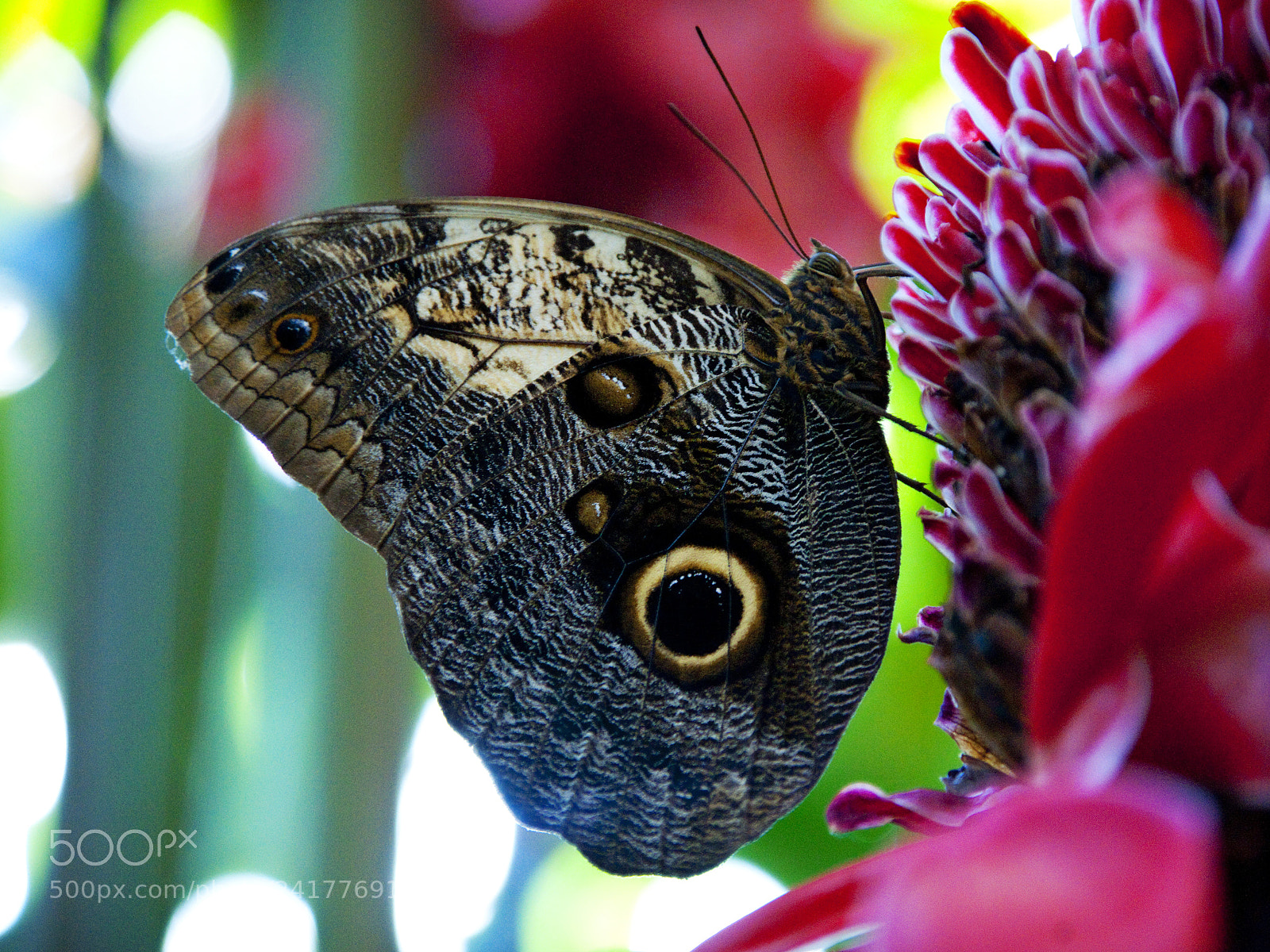 Sony Alpha DSLR-A900 sample photo. Owl butterfly (caligo eurilochus) photography
