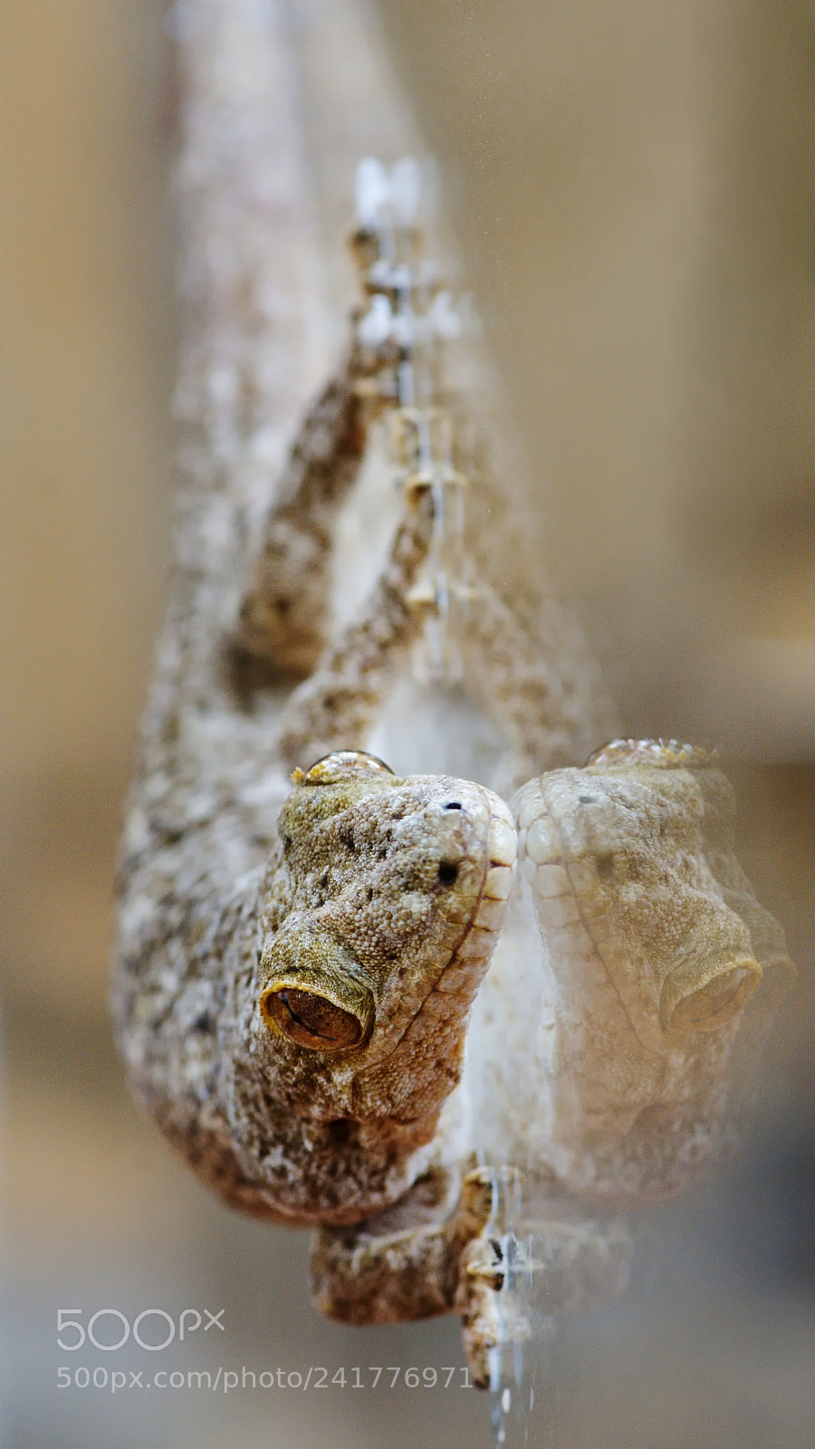 Nikon D7200 sample photo. Elusive gecko photography