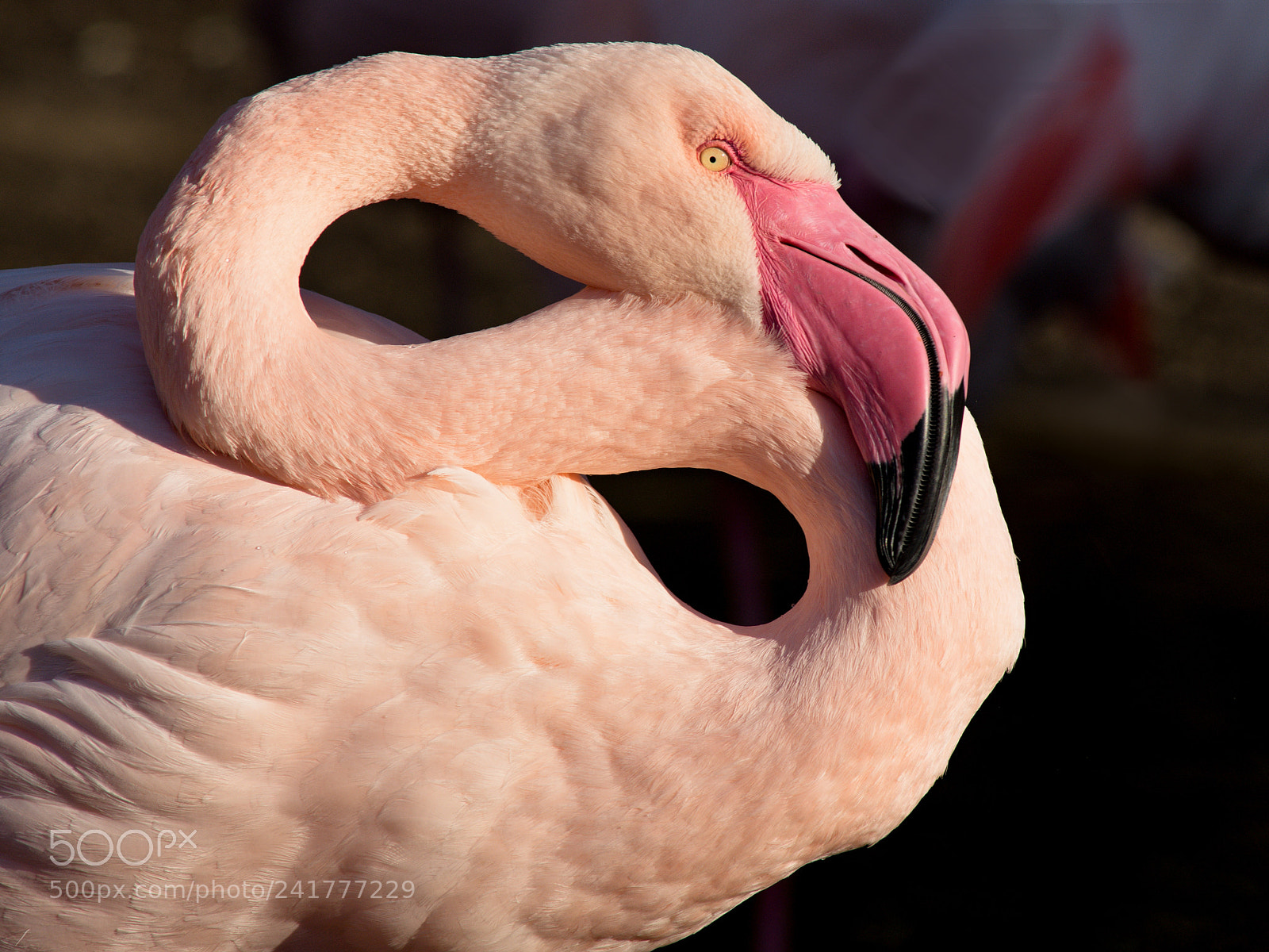 Nikon D7200 sample photo. Large s photography