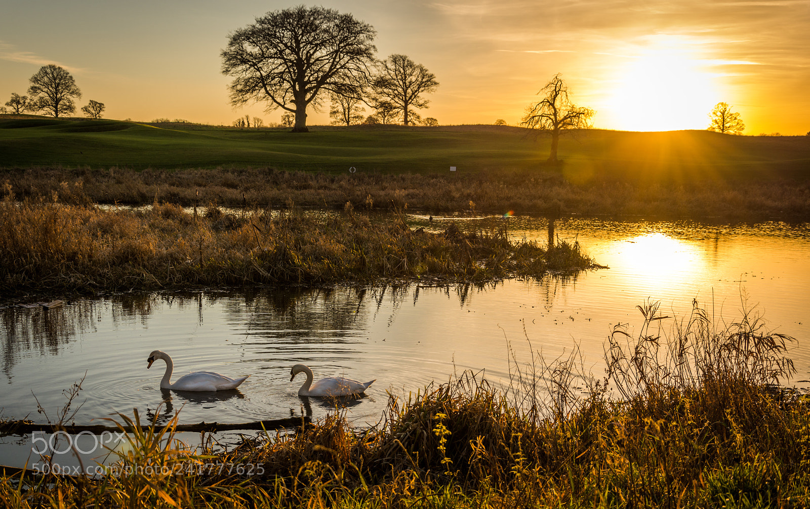 Nikon D7200 sample photo. Swans at sunset photography