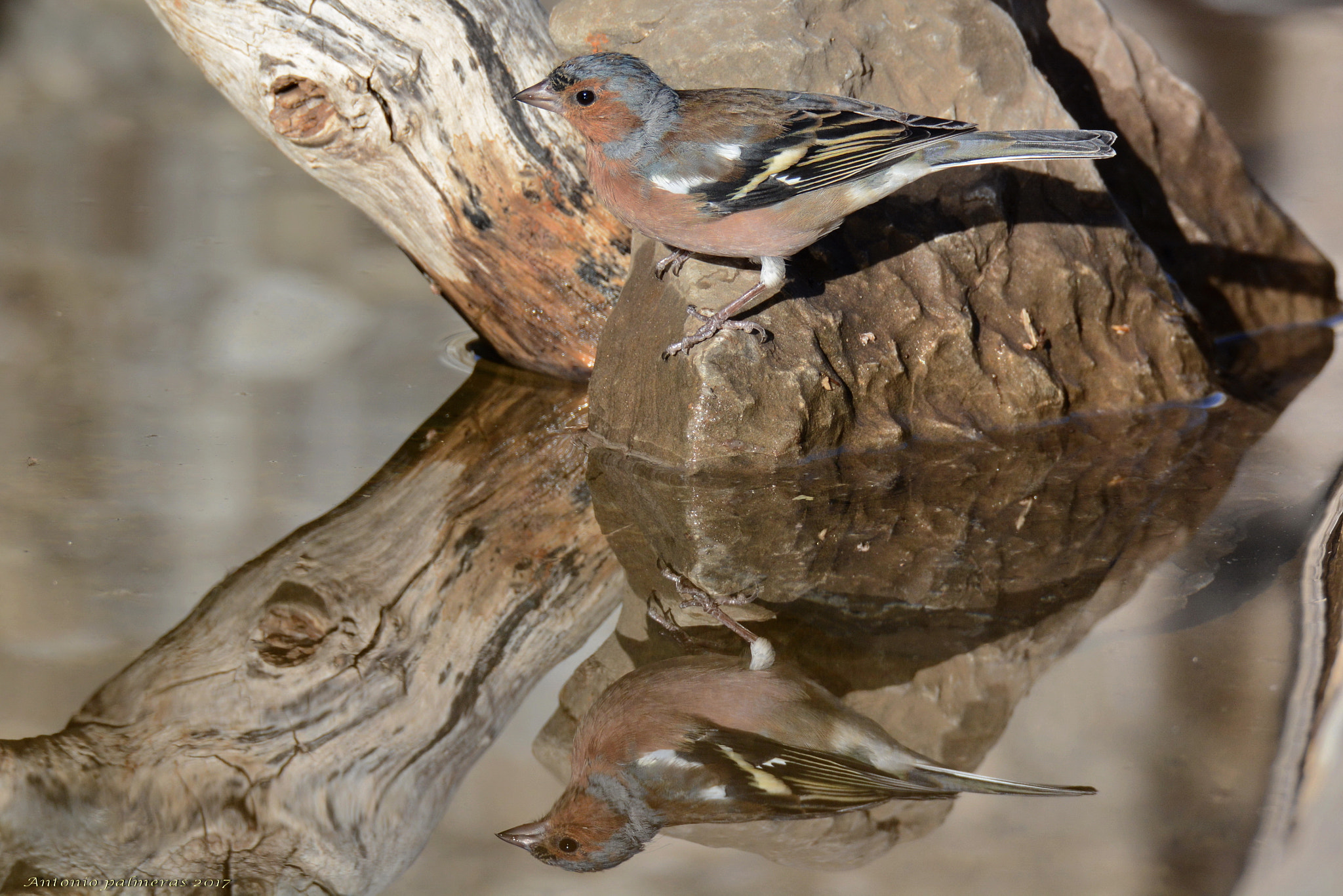 Sigma 150-600mm F5-6.3 DG OS HSM | S sample photo. Pinzón x 2 photography