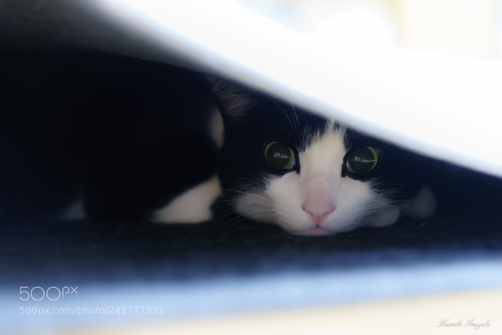 Sony SLT-A99V sample photo. Cat in hot carpet photography