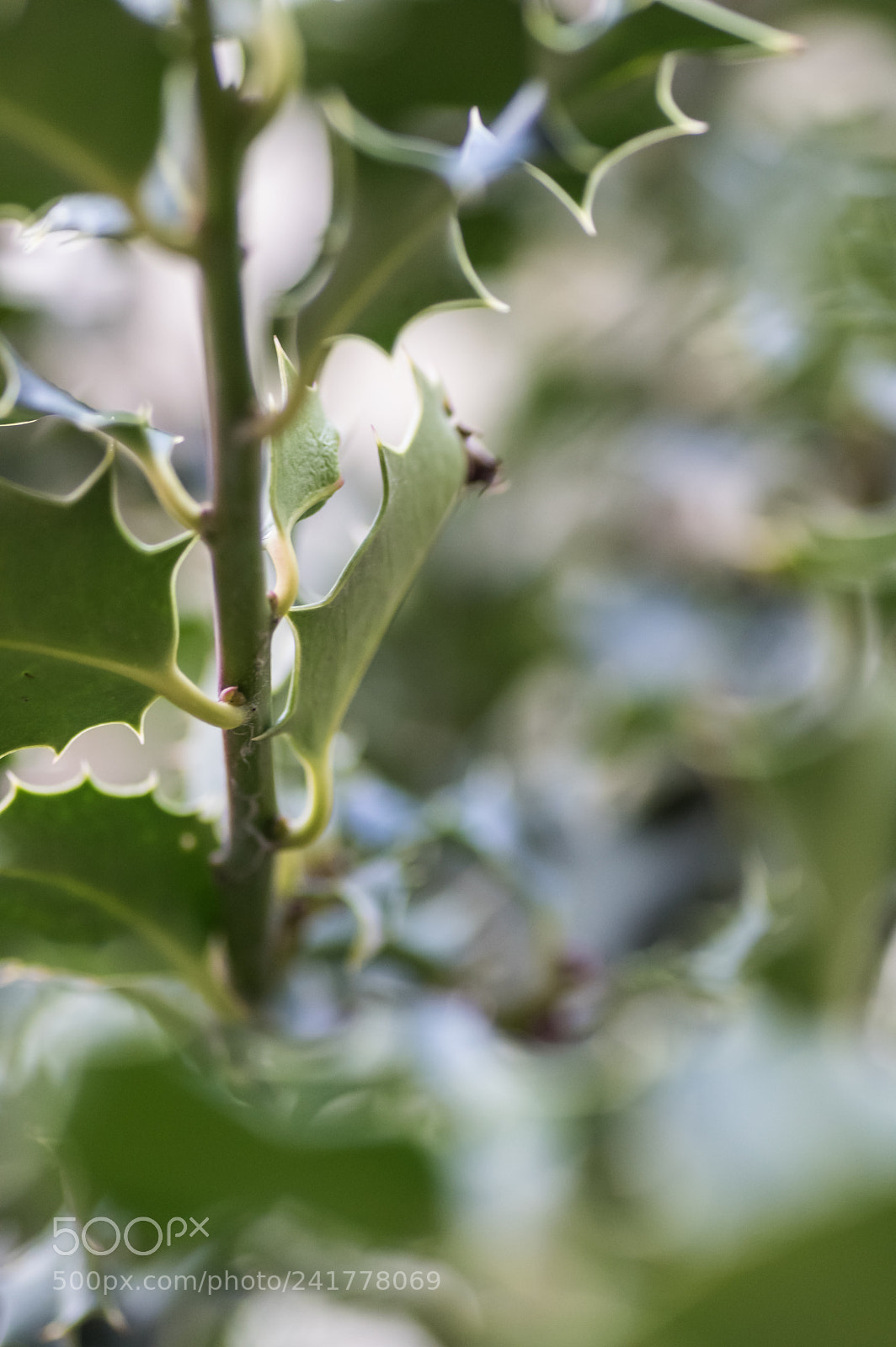 Pentax K-3 II sample photo. Holly photography