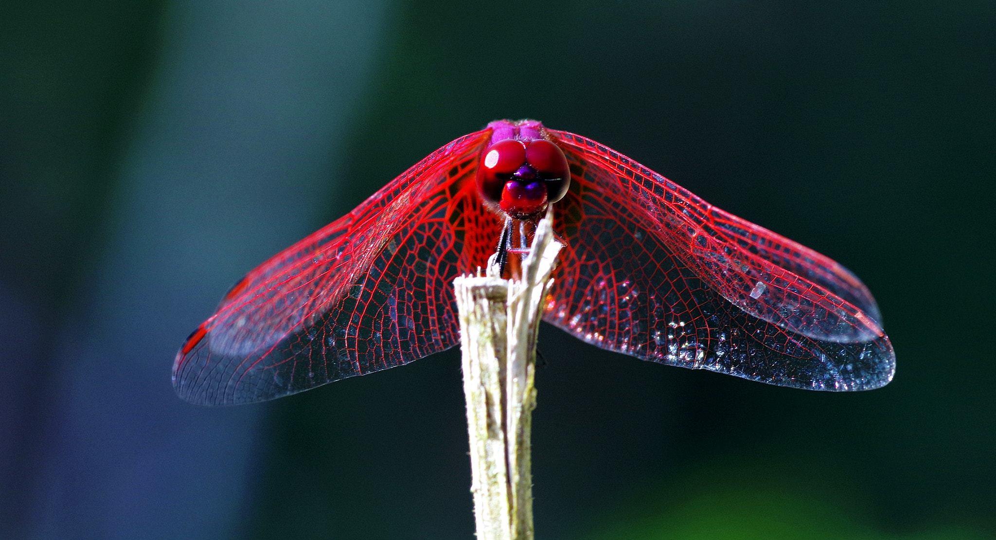 Pentax K-S2 + Pentax smc D-FA 100mm F2.8 Macro WR sample photo. Pink dragonfly 1 photography