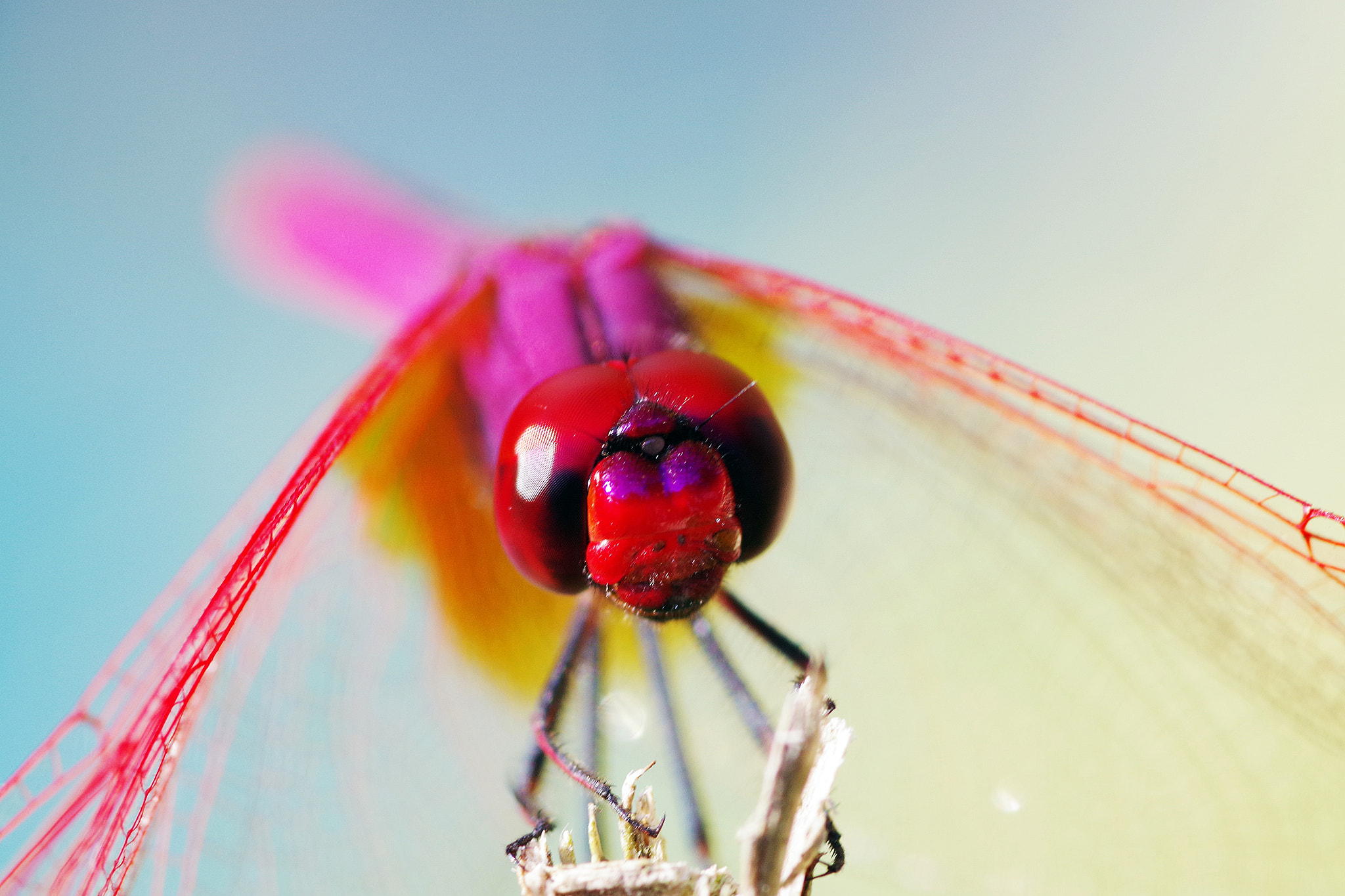 Pentax K-S2 + Pentax smc D-FA 100mm F2.8 Macro WR sample photo. Pink dragonfly 2 photography