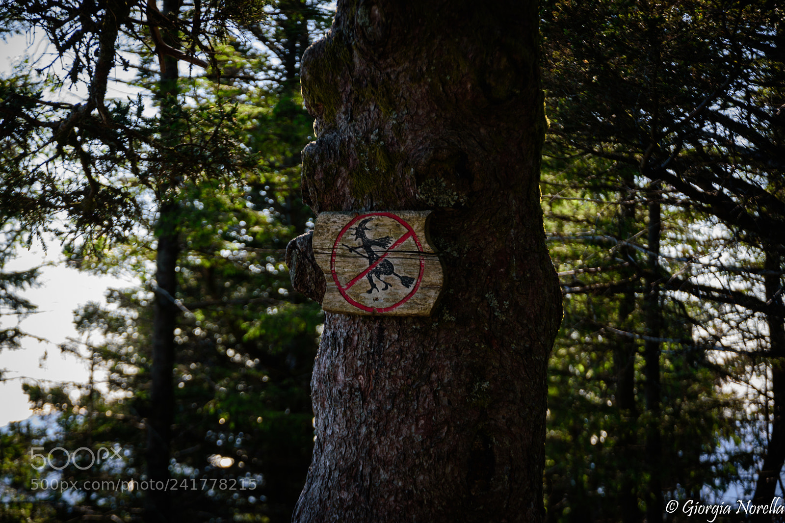 Nikon D5500 sample photo. No witches photography