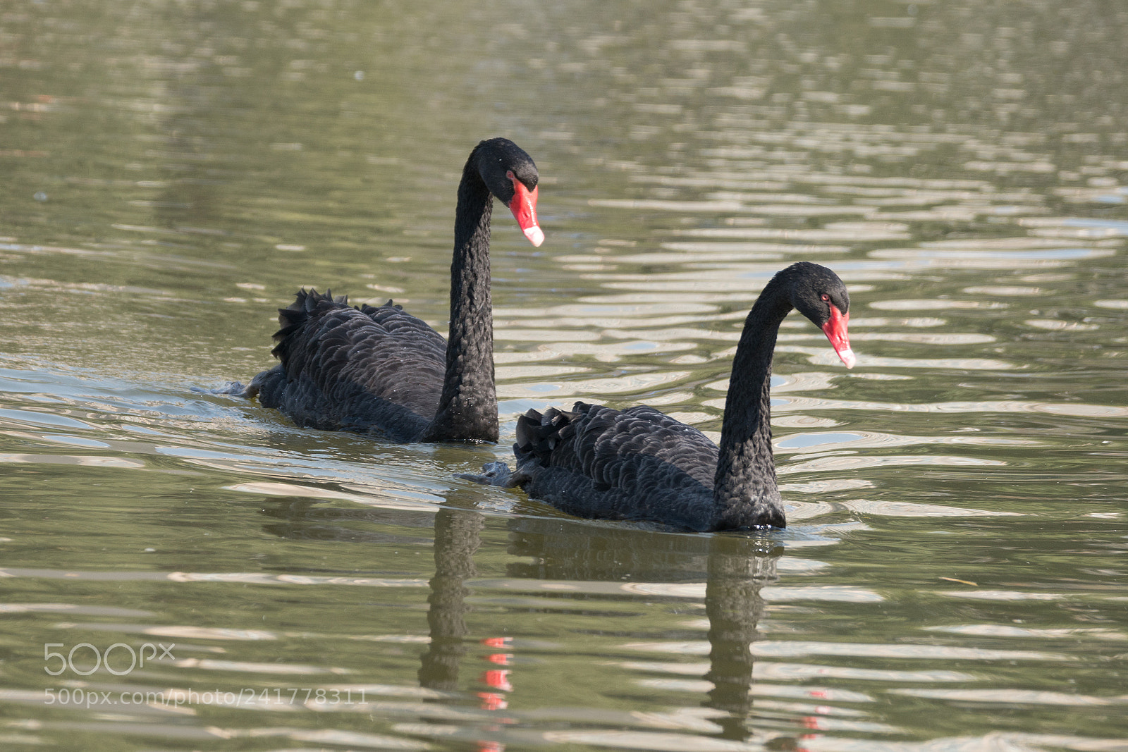 Sony a6300 sample photo. The black swans 3 photography