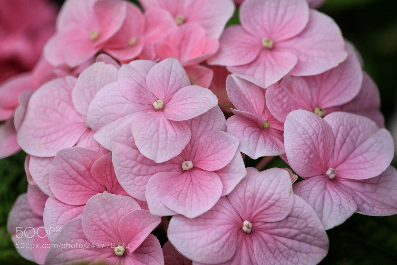 Canon EOS 50D sample photo. Untitled photography