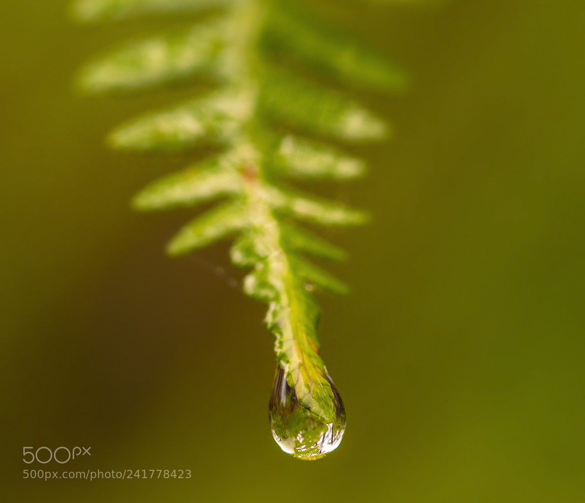 Nikon D3200 sample photo. After the rains. when photography