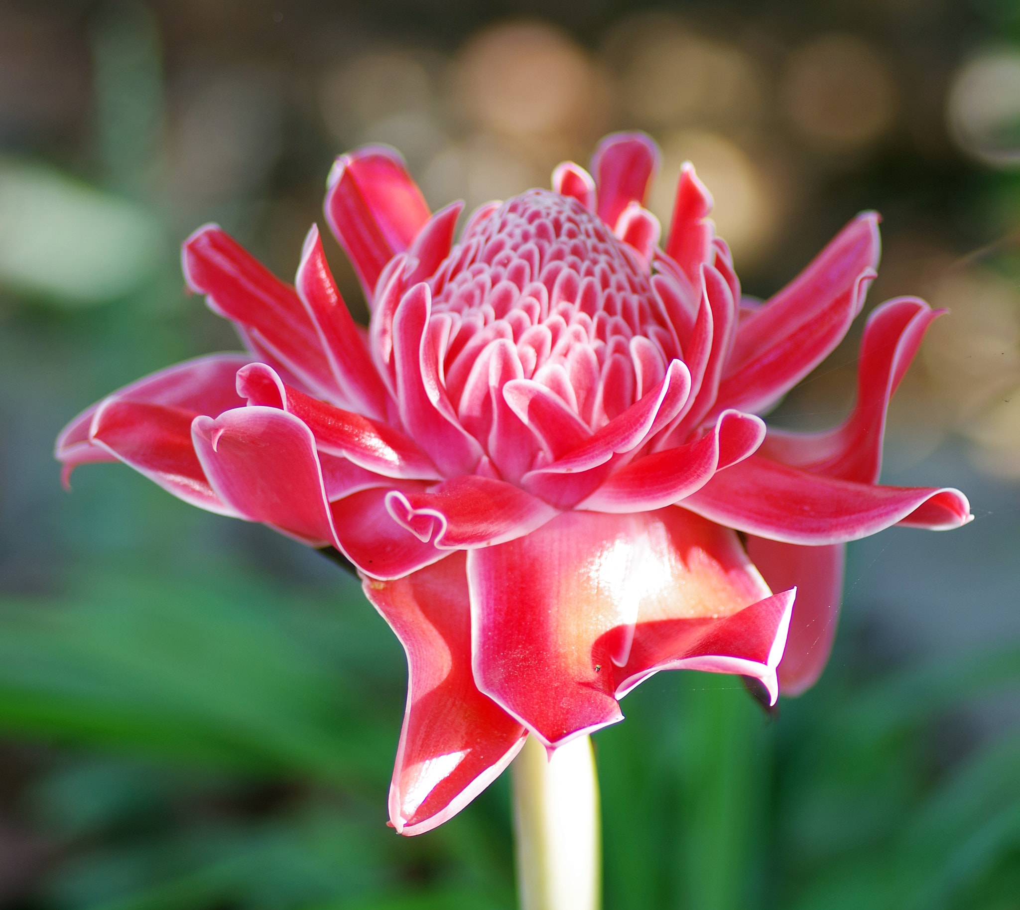 Pentax smc D-FA 100mm F2.8 Macro WR sample photo. Unknown photography