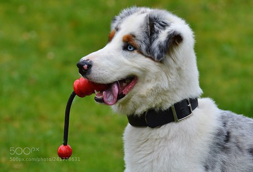 Nikon D3200 sample photo. Dog photography
