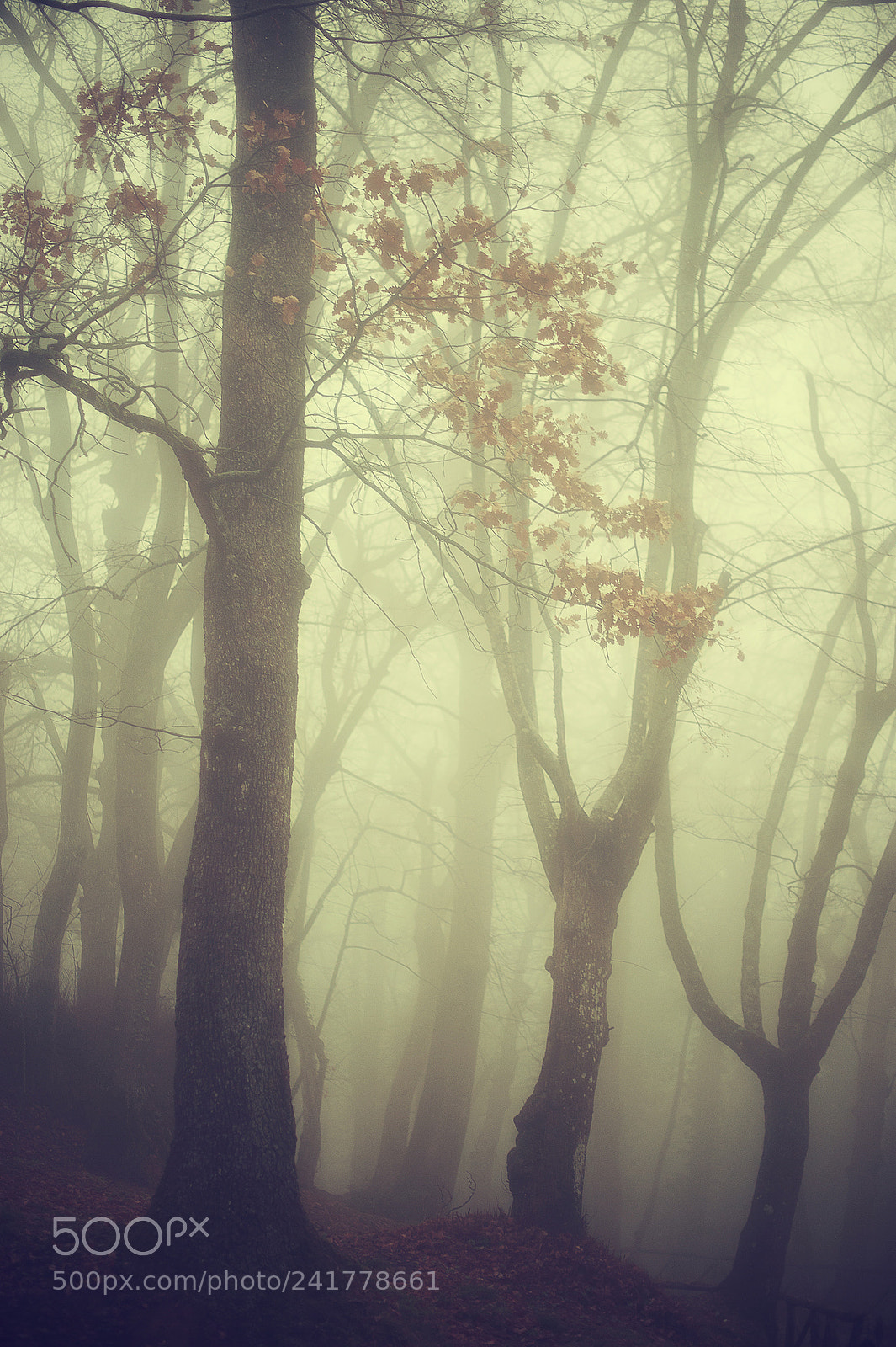 Nikon D3 sample photo. Moody start photography
