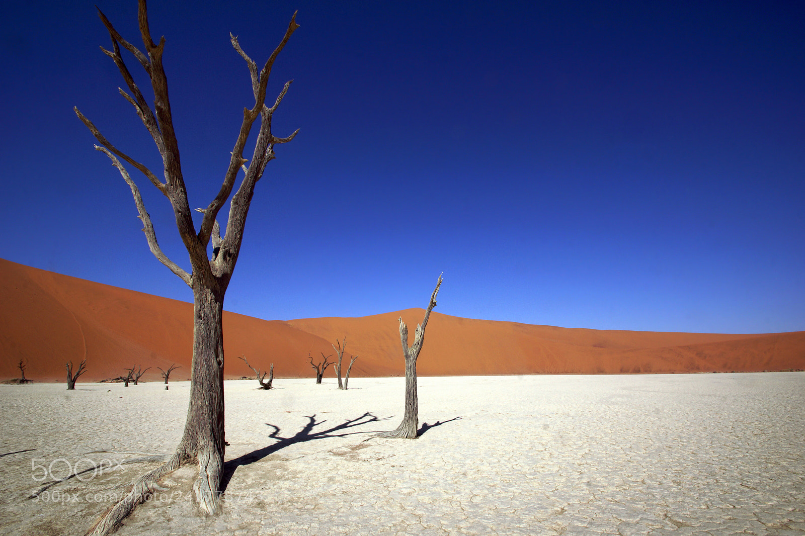 Sony SLT-A65 (SLT-A65V) sample photo. Ghost forest photography