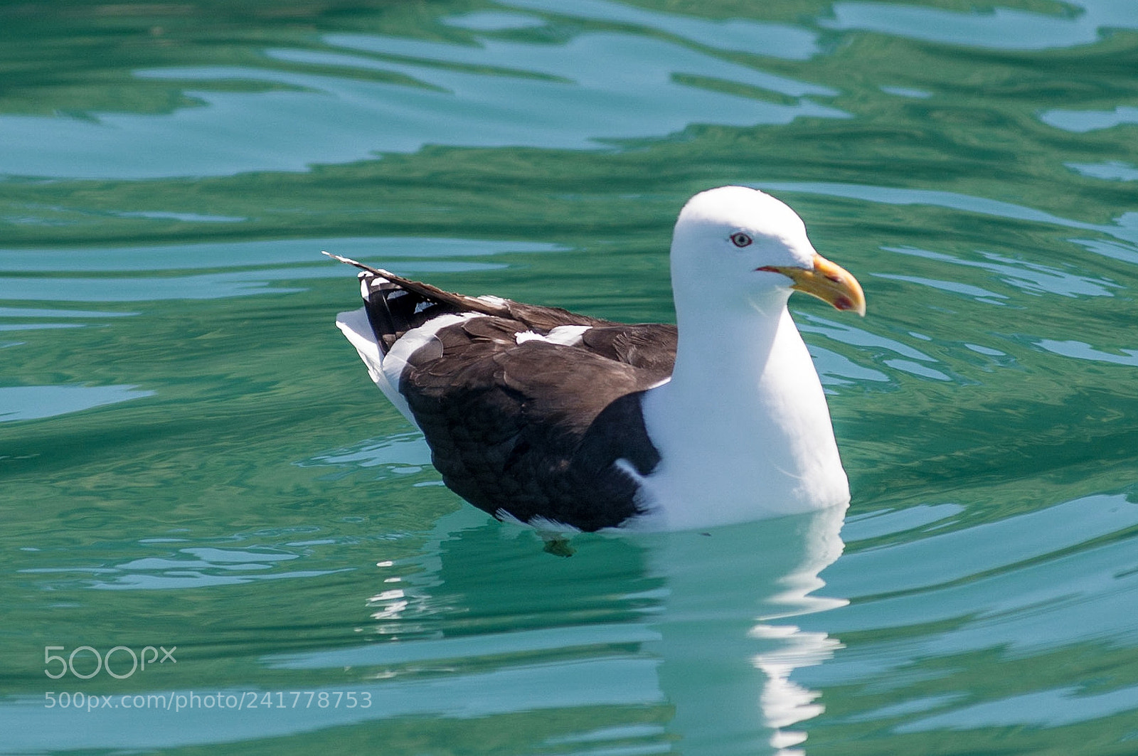 Nikon D90 sample photo. Black-backed gull photography