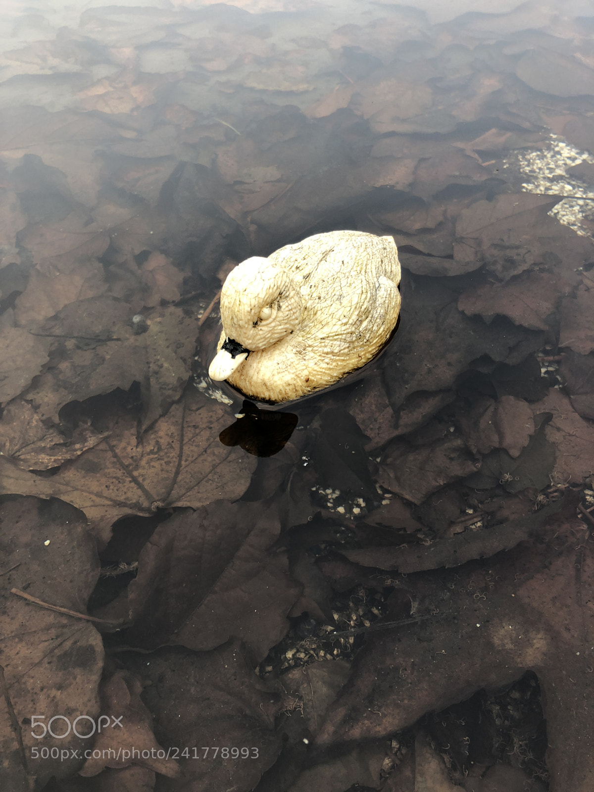 Apple iPhone 8 sample photo. A toy duck photography