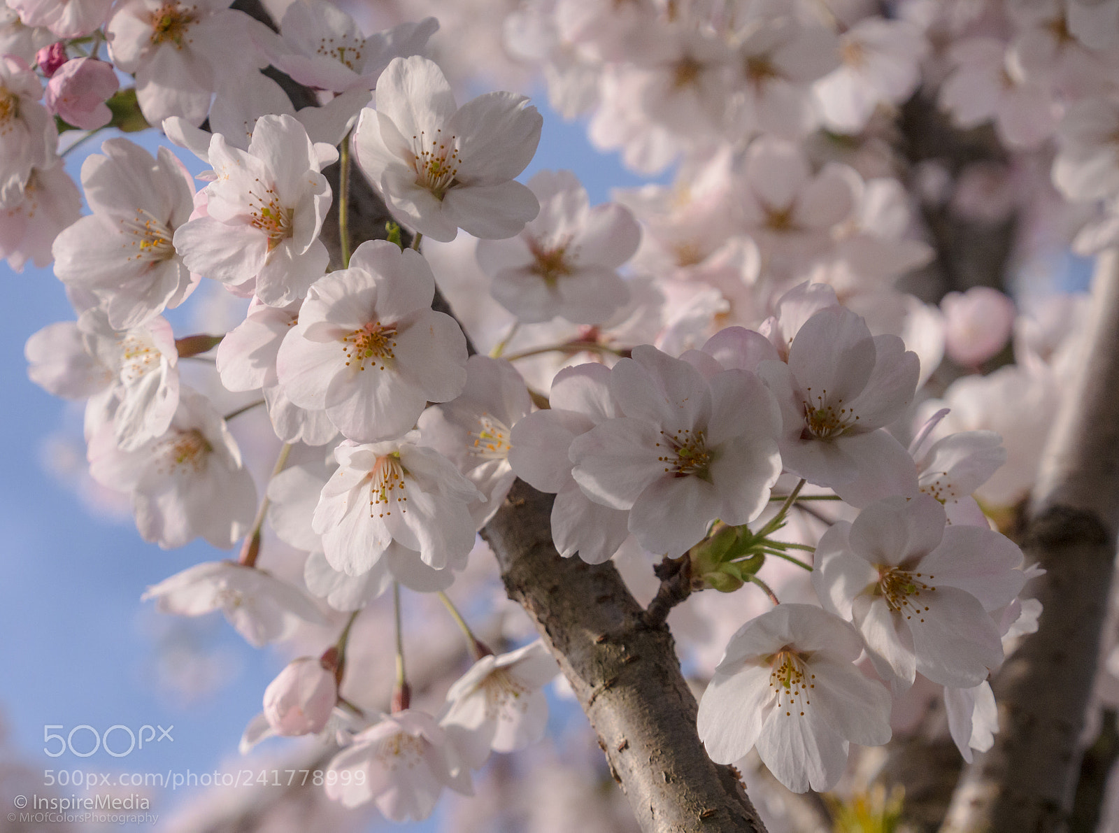 Olympus OM-D E-M5 sample photo. Longing for spring by photography