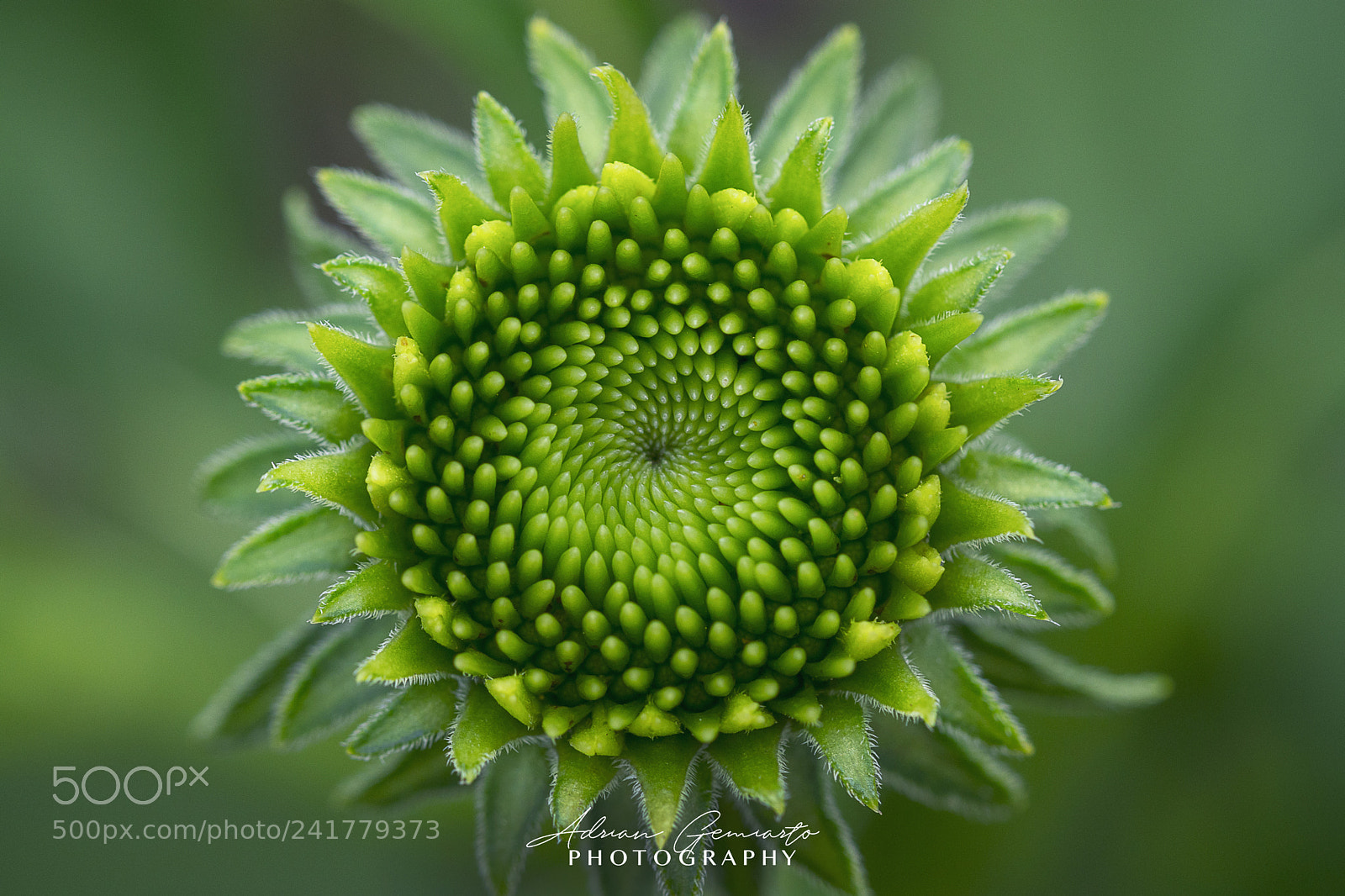 Nikon D7200 sample photo. Fibonacci sequence photography
