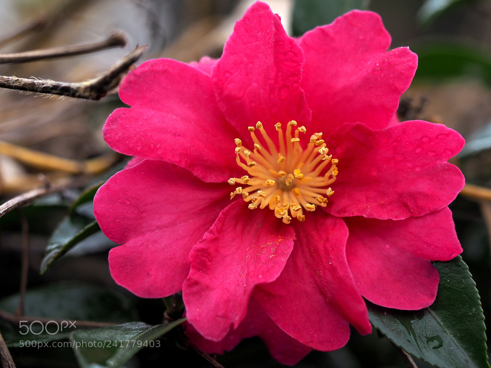 Olympus OM-D E-M1 sample photo. Camellia photography