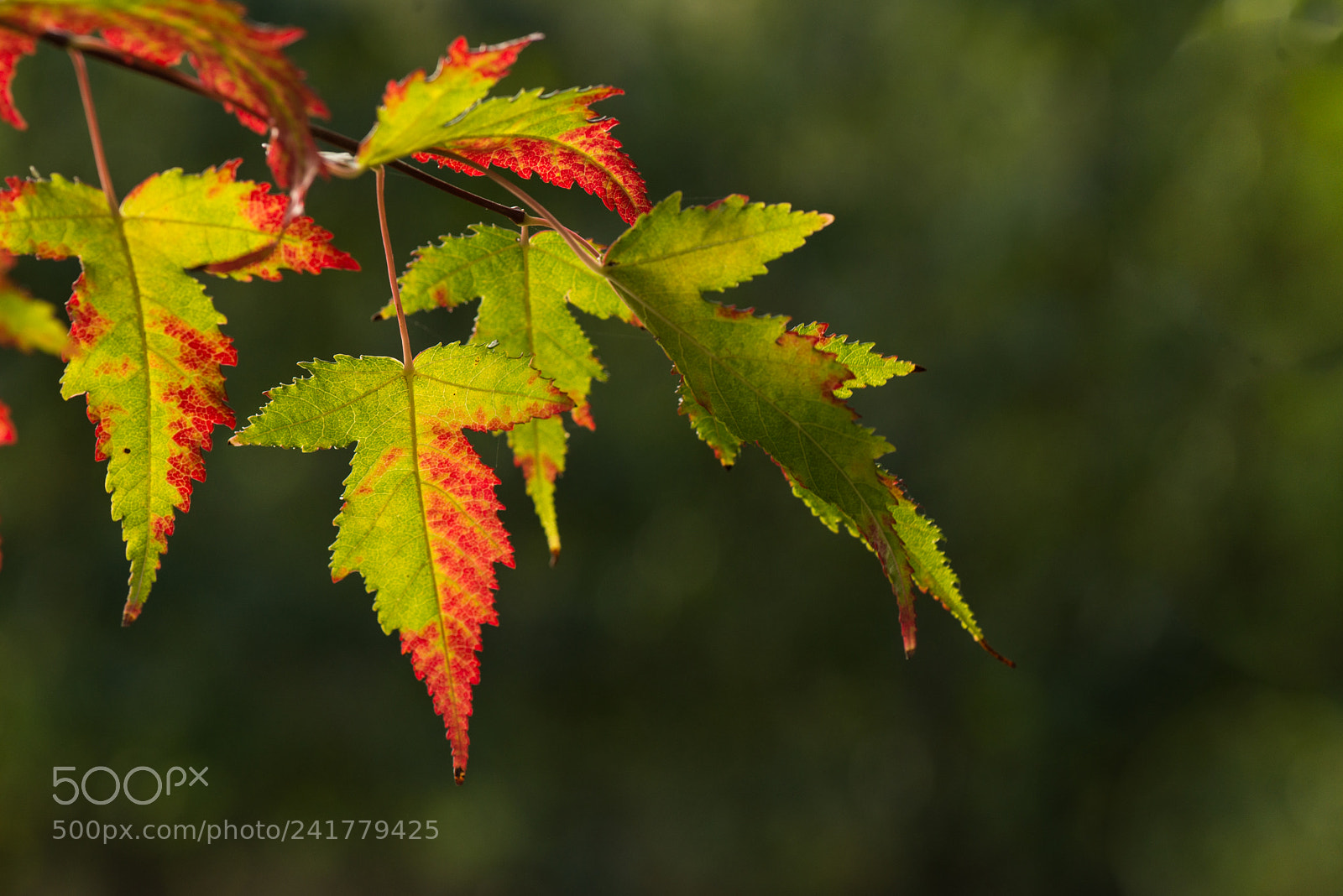 Nikon D800E sample photo. Red autumnal leaves photography
