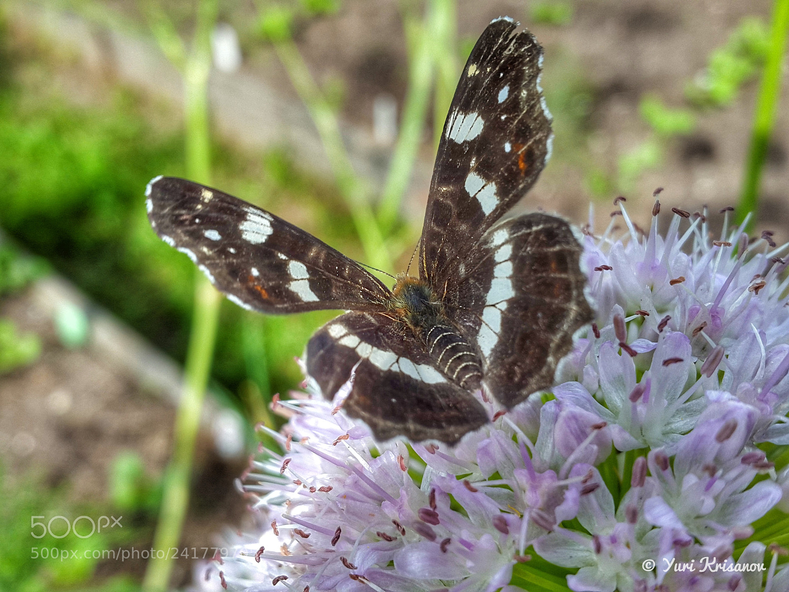 Samsung Galaxy Alpha sample photo. Araschnia levana (summer coloring) photography