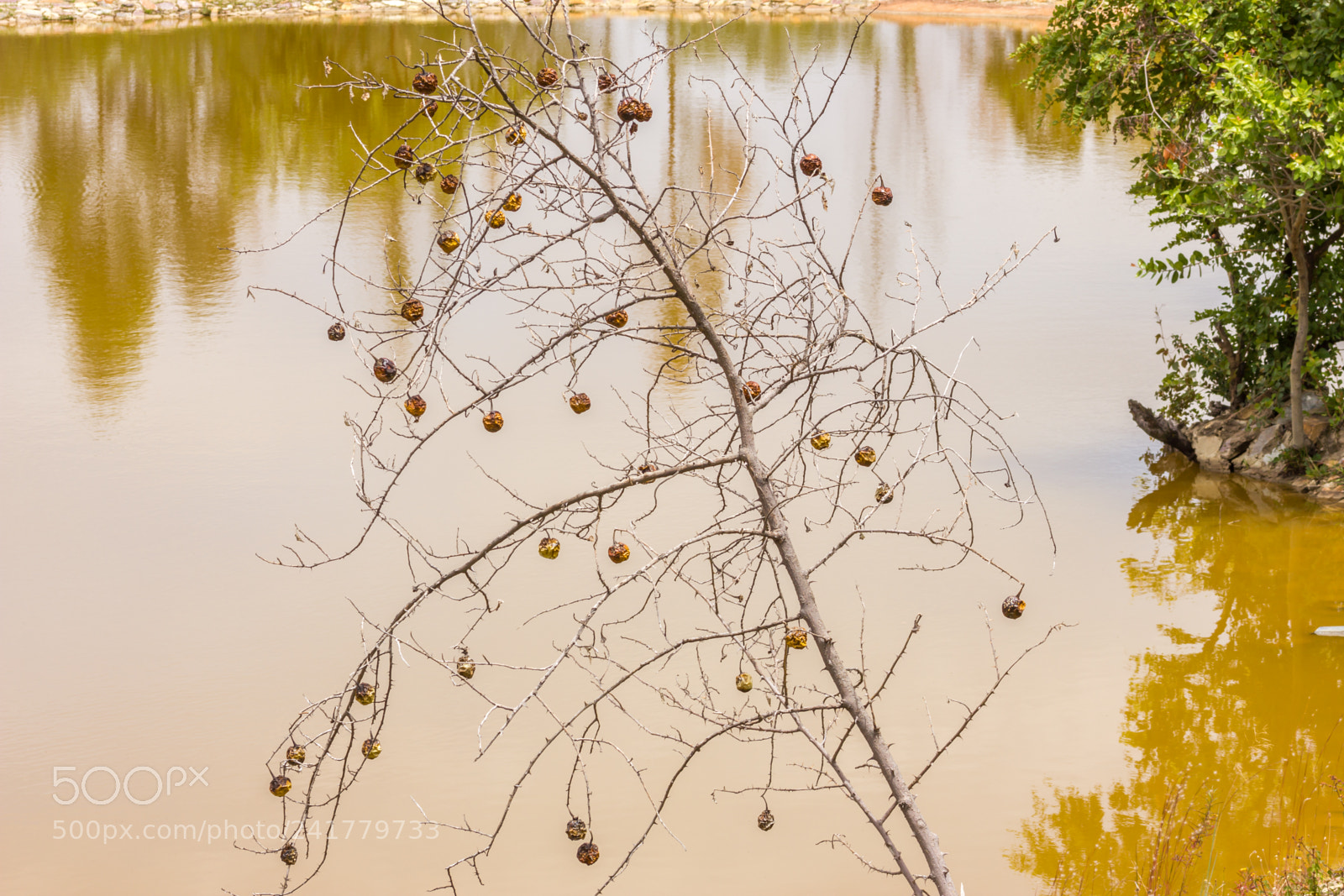 Canon EOS 550D (EOS Rebel T2i / EOS Kiss X4) sample photo. Old tree photography