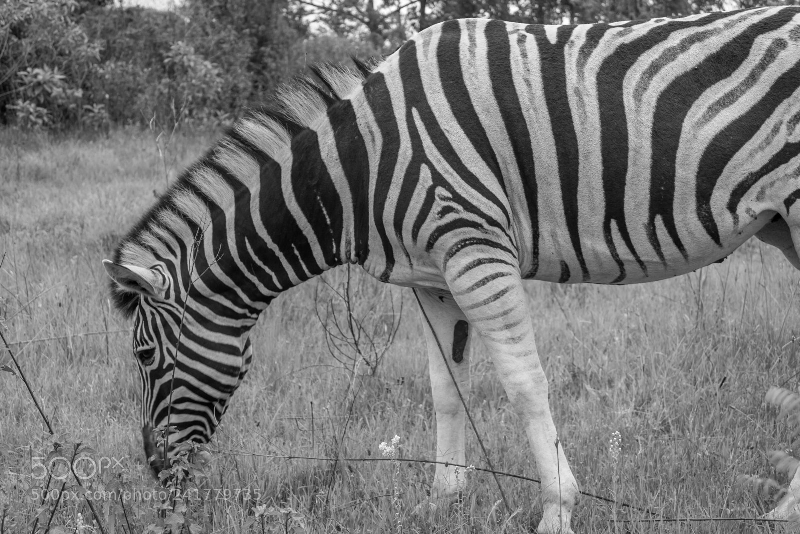 Canon EOS 550D (EOS Rebel T2i / EOS Kiss X4) sample photo. Zebra photography