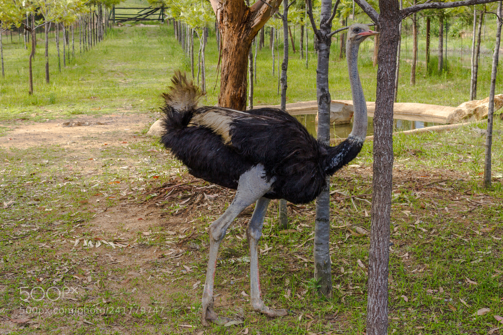 Canon EOS 550D (EOS Rebel T2i / EOS Kiss X4) sample photo. Ostrich photography