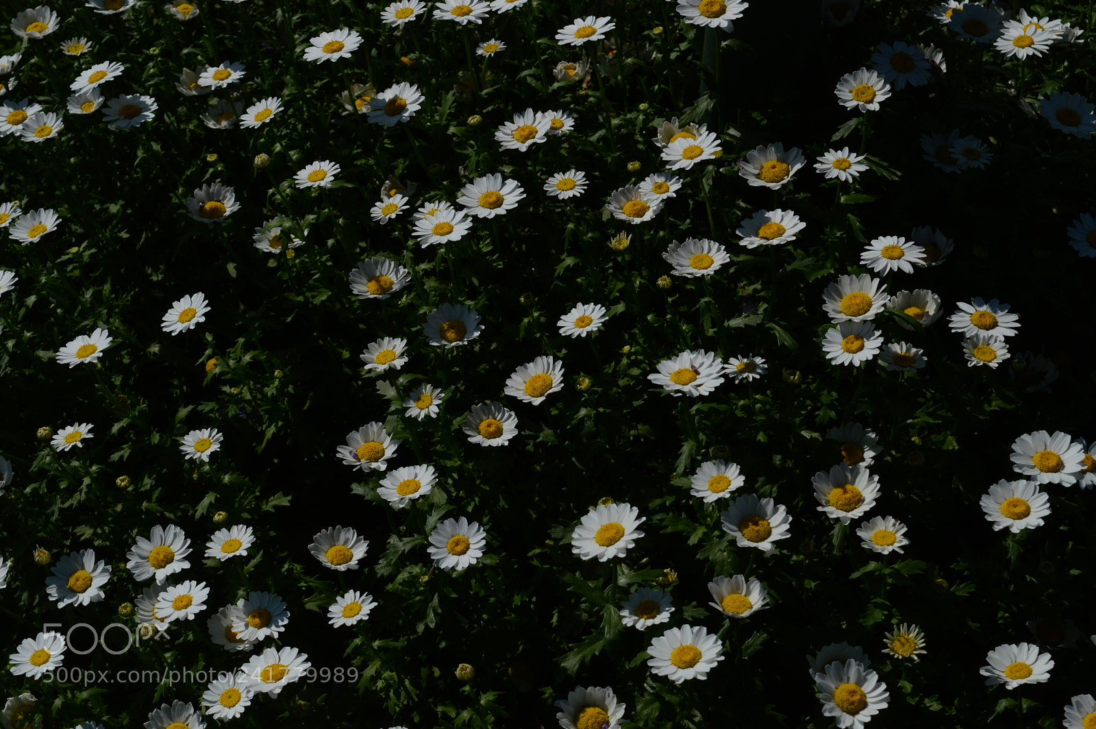 Nikon D3200 sample photo. Flower field photography