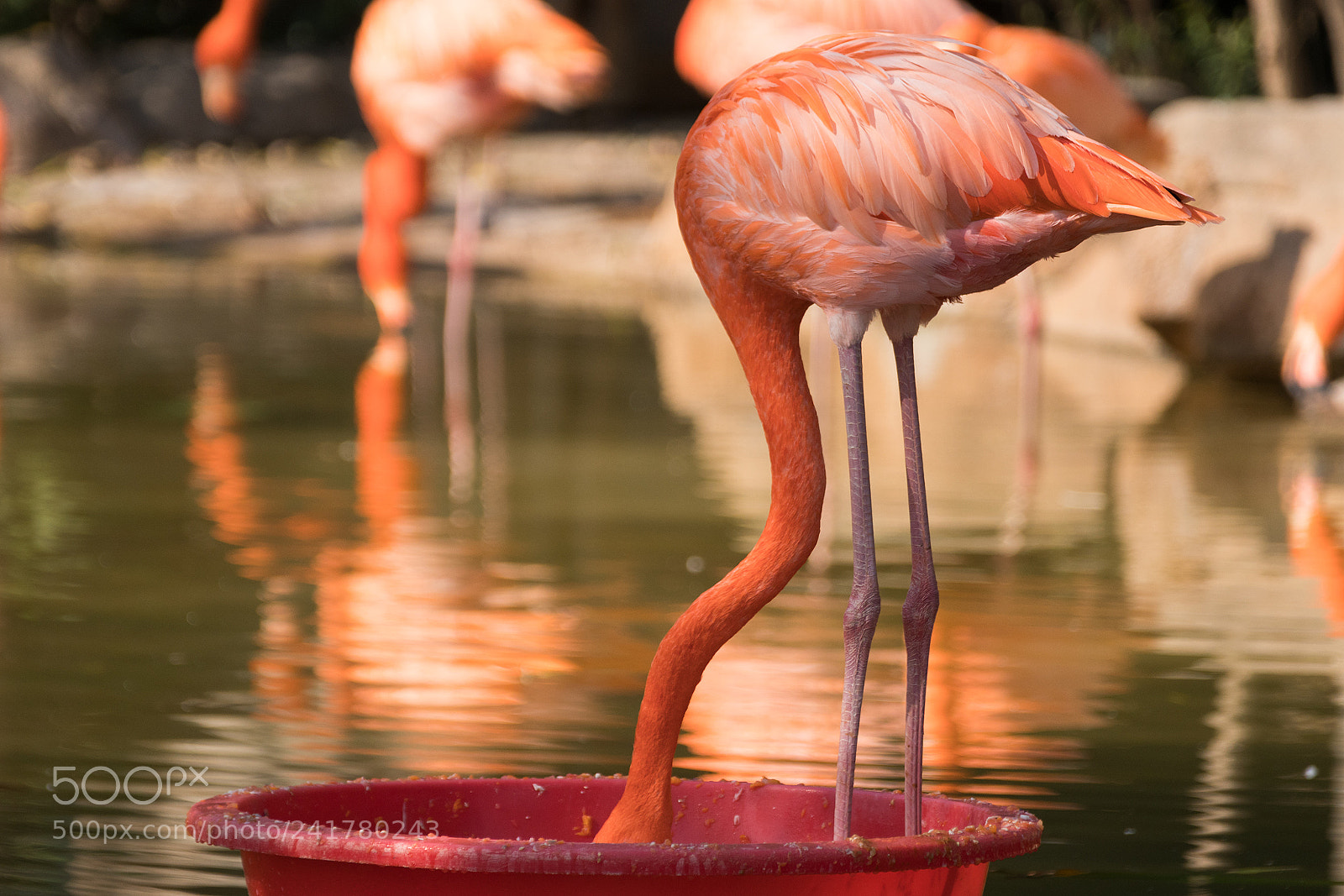 Sony a6300 sample photo. The flamingo photography