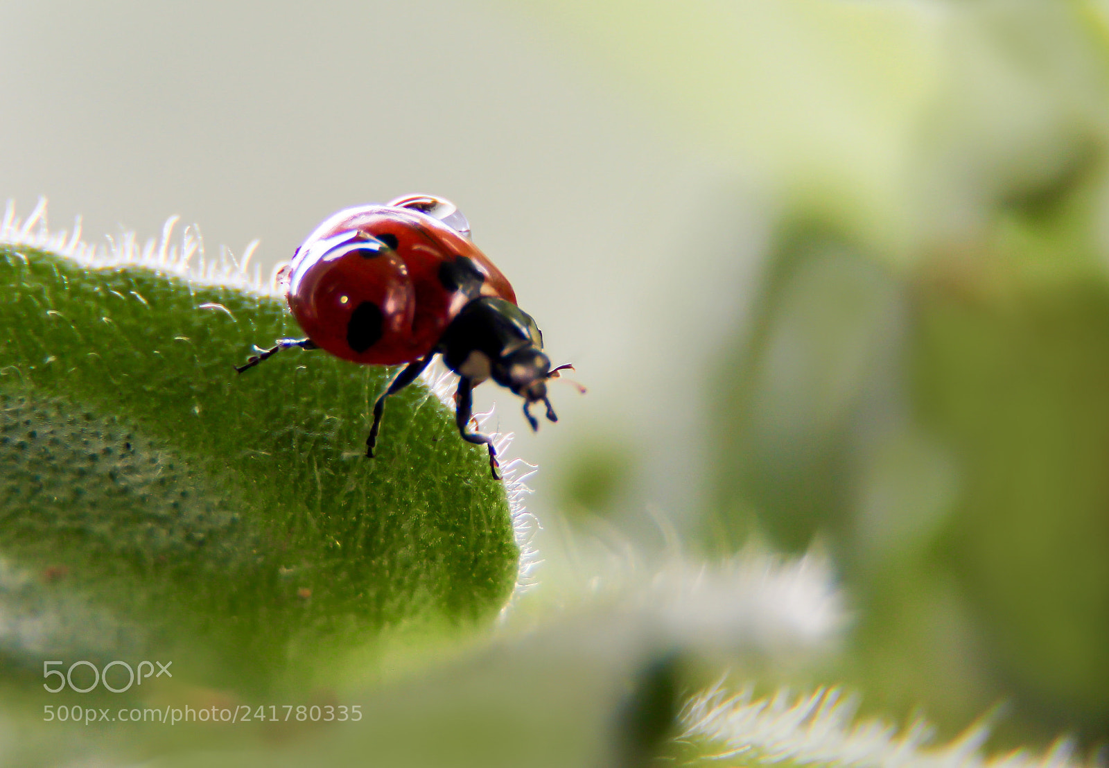 Canon EOS 600D (Rebel EOS T3i / EOS Kiss X5) sample photo. Ladybug-the water carrier photography