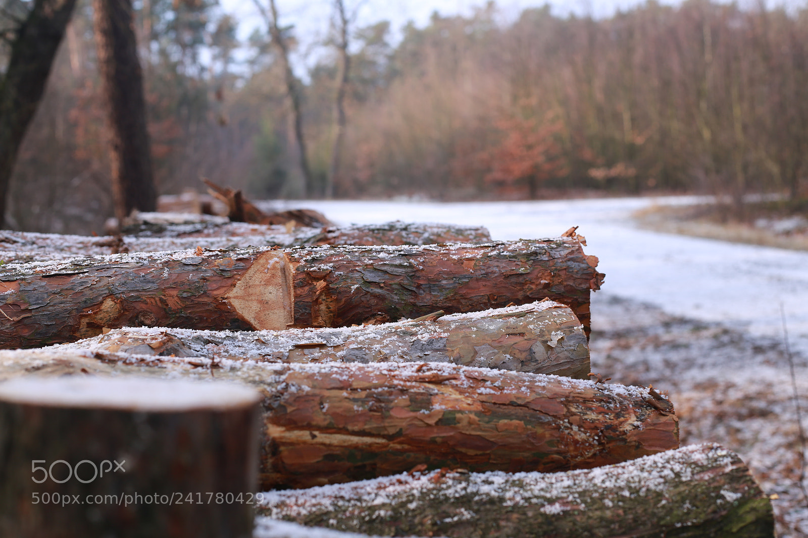 Canon EOS 6D + Canon EF 50mm F1.4 USM sample photo. Forest/las/puszcza photography