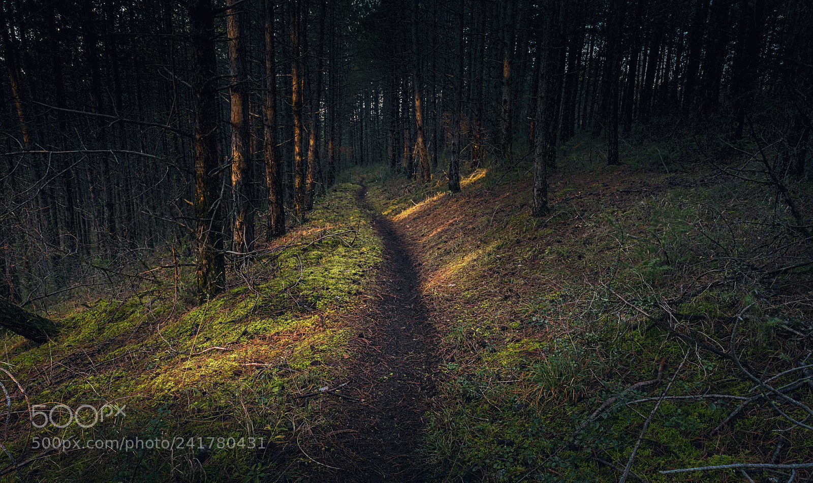 Nikon D810 sample photo. Morning forest photography