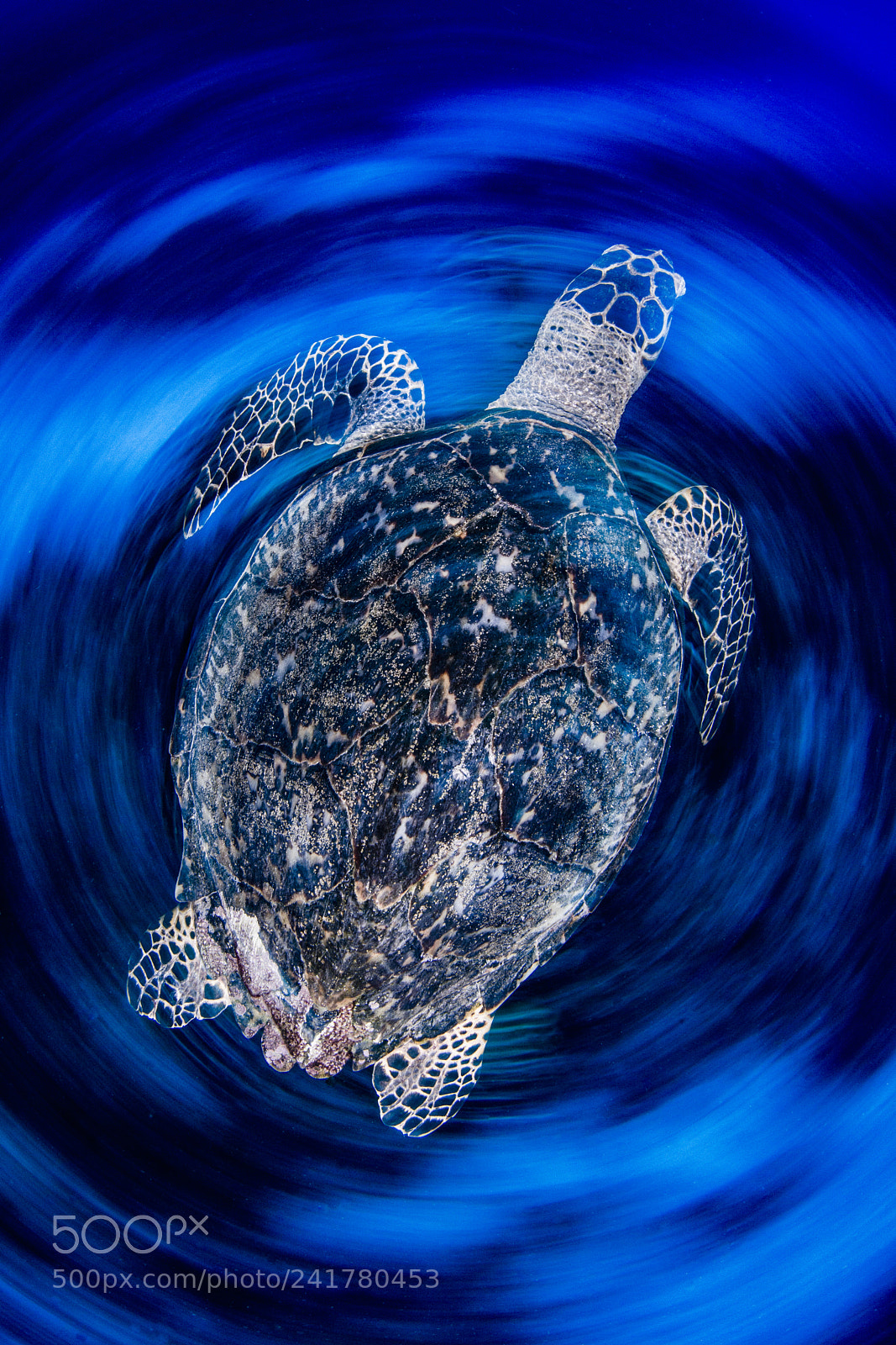Nikon D800E sample photo. Turtle photography