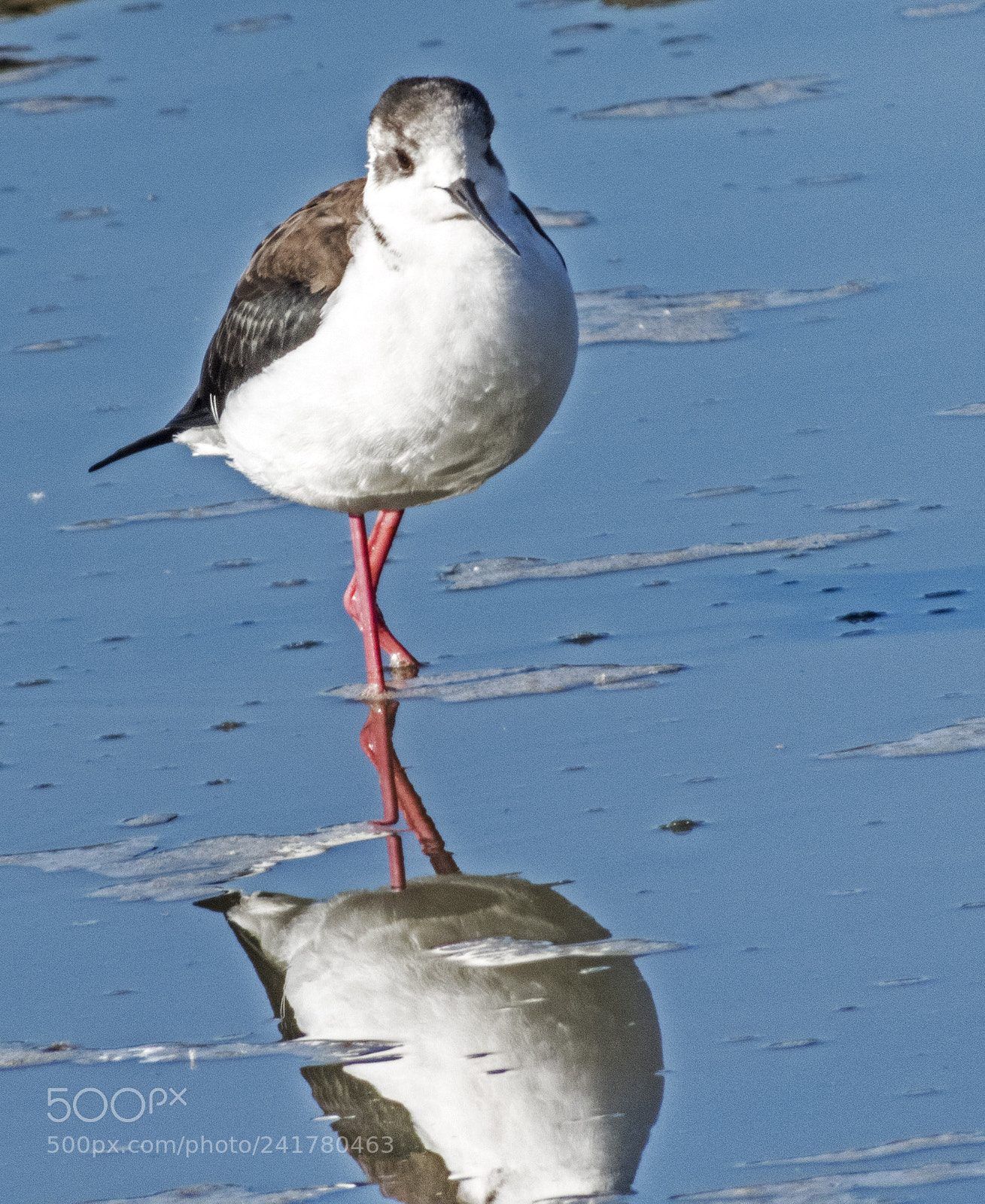 Nikon Coolpix B700 sample photo. Red legs. photography
