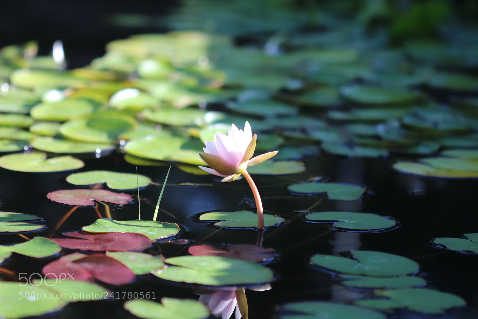 Canon EOS 800D (EOS Rebel T7i / EOS Kiss X9i) sample photo. Untitled photography