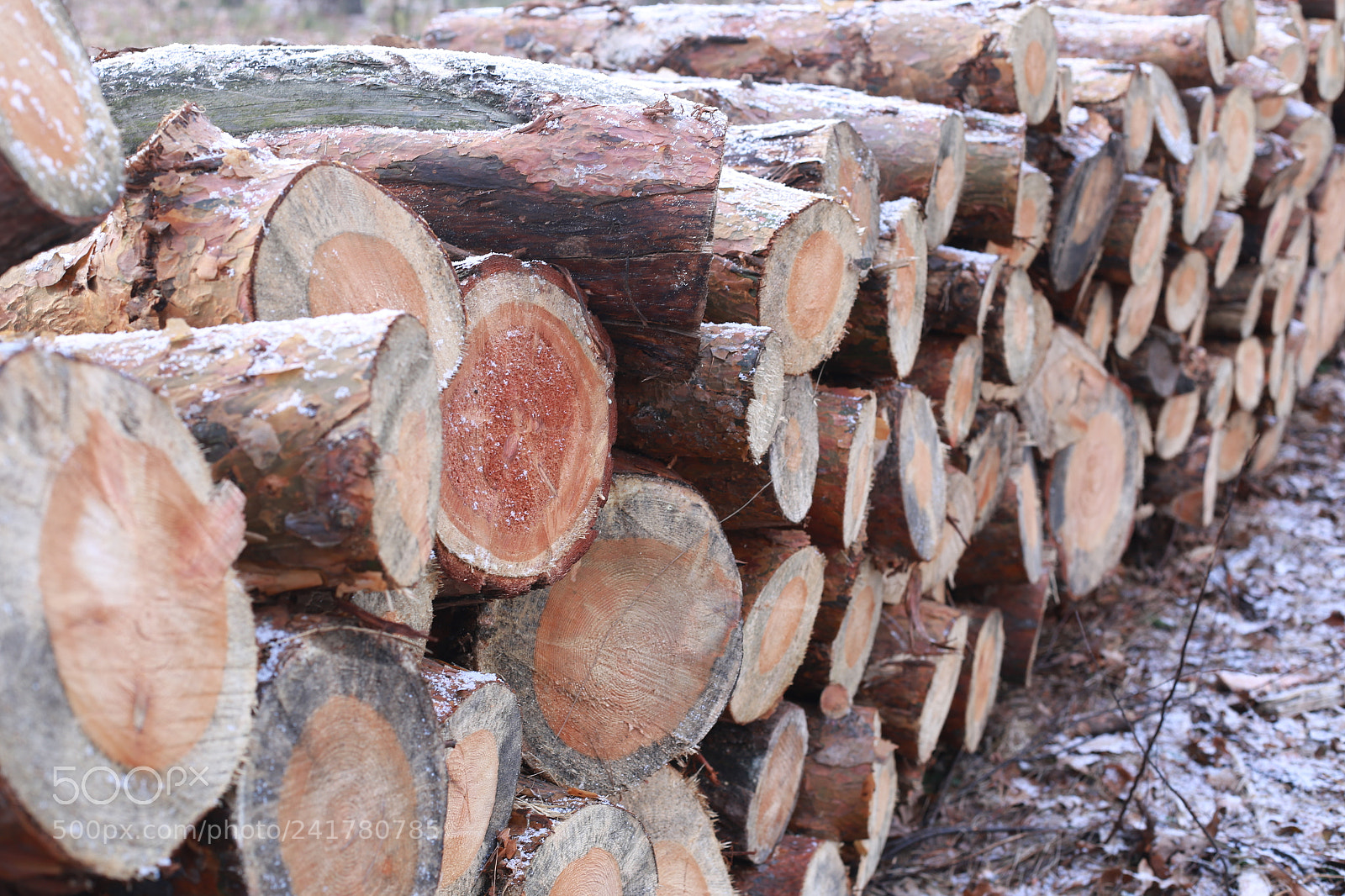 Canon EOS 6D + Canon EF 50mm F1.4 USM sample photo. Forest/las/puszcza photography
