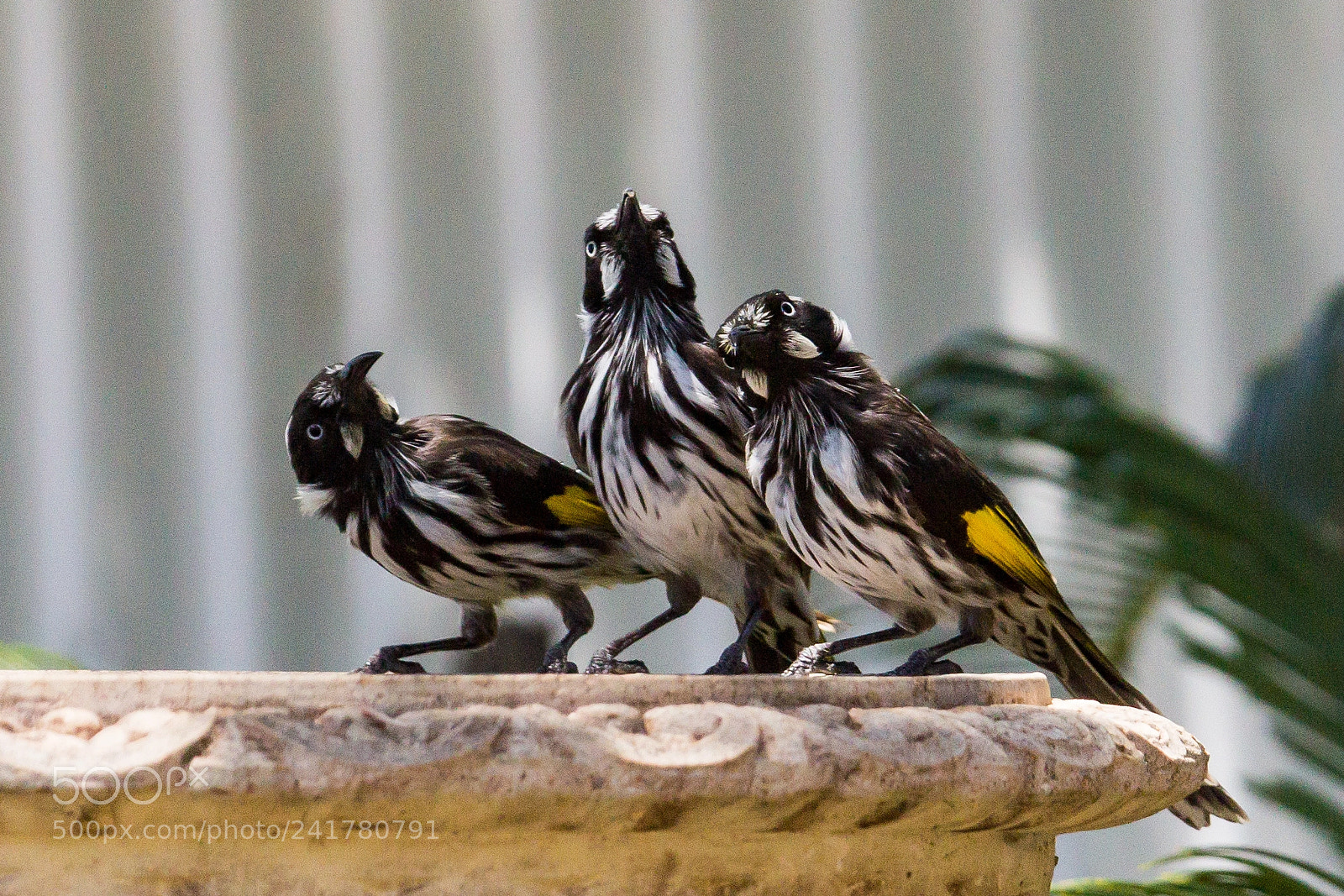 Canon EOS 60D sample photo. New holland honey eaters photography