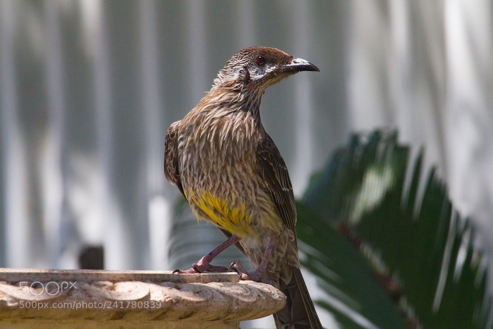 Canon EOS 60D sample photo. Red wattle bird photography