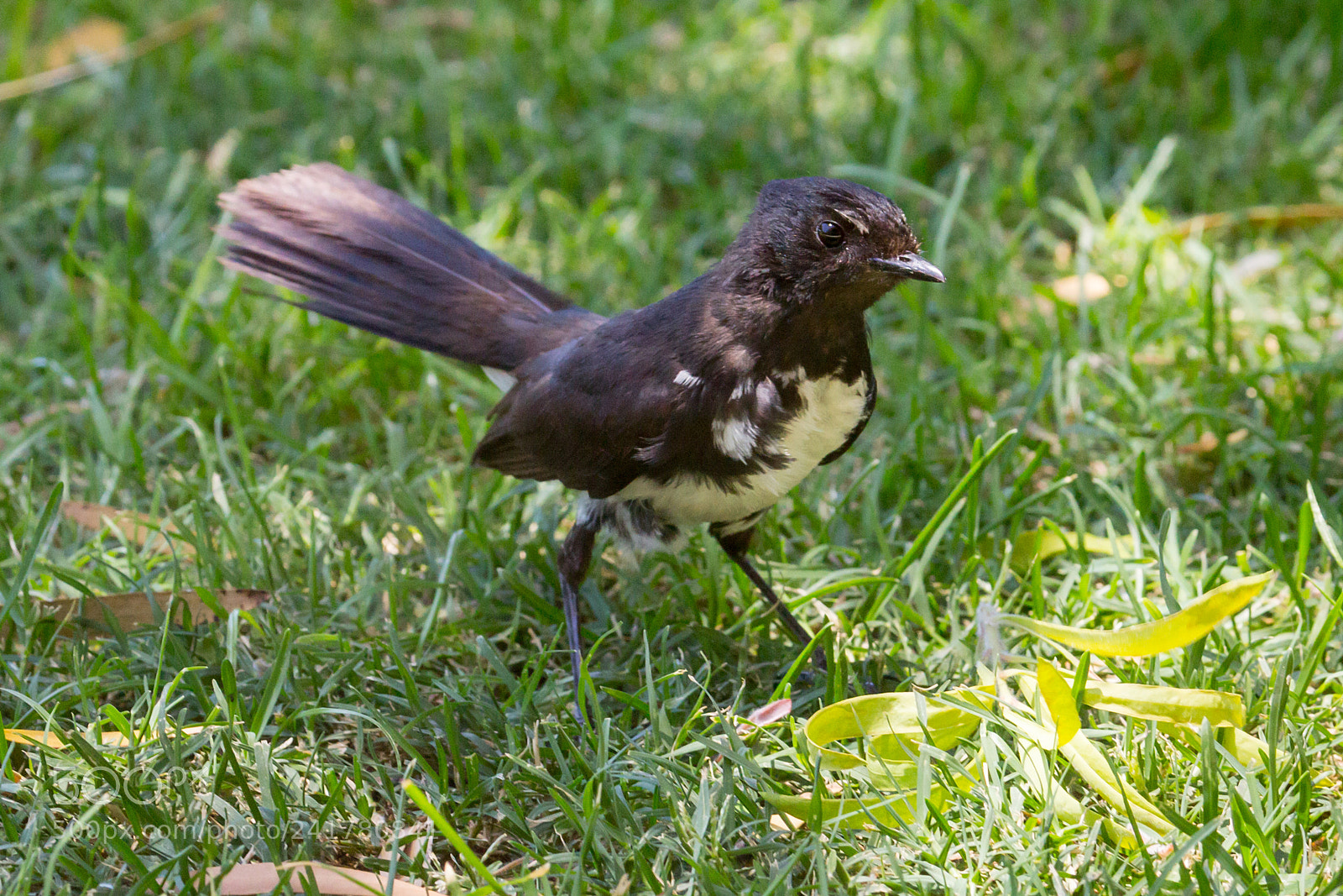 Canon EOS 60D sample photo. Willy wagtail photography