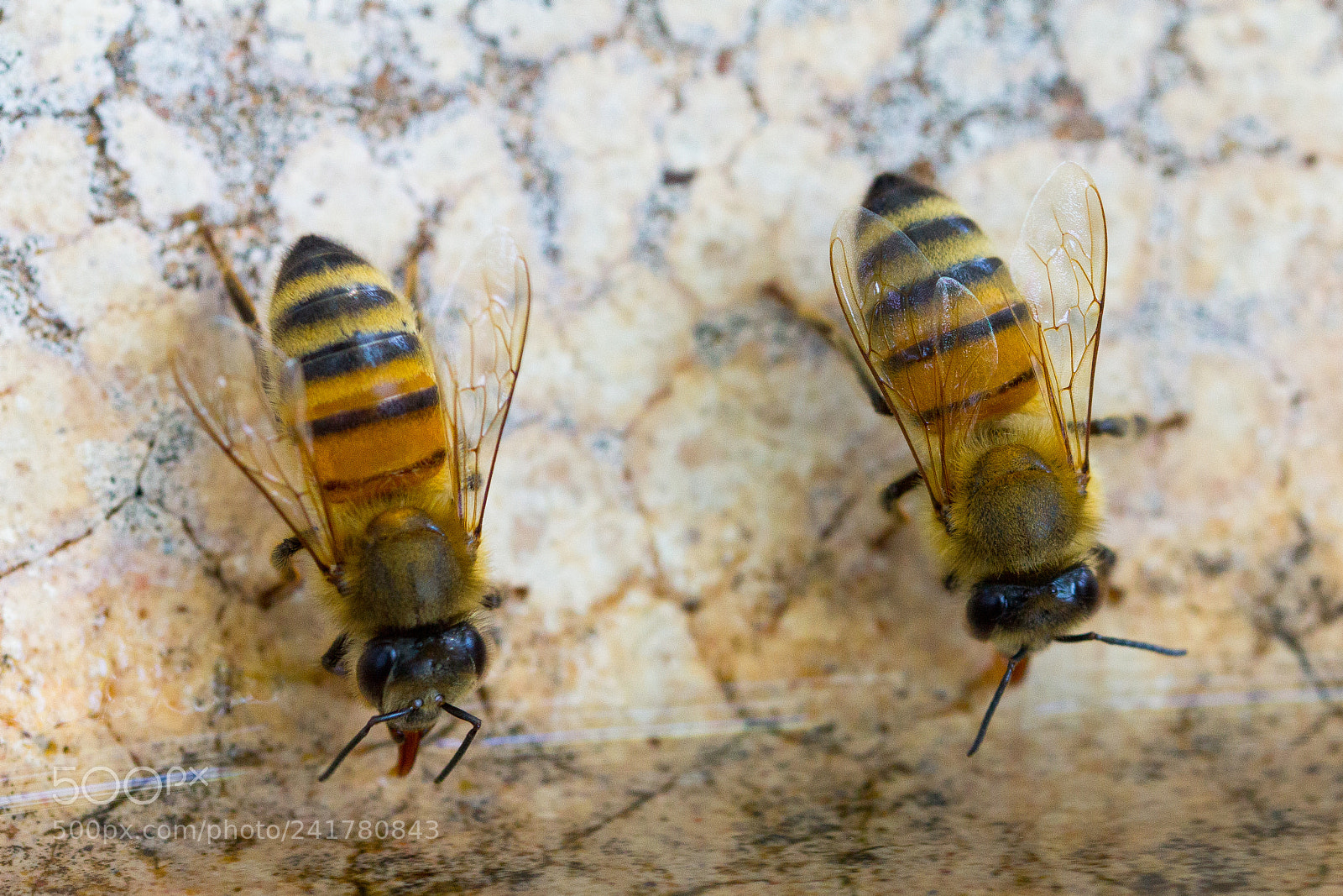 Canon EOS 60D sample photo. Drinking bees photography