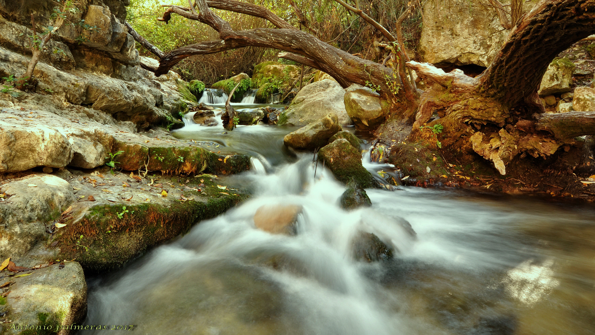 Nikon D90 sample photo. Rincones del bosque ii photography