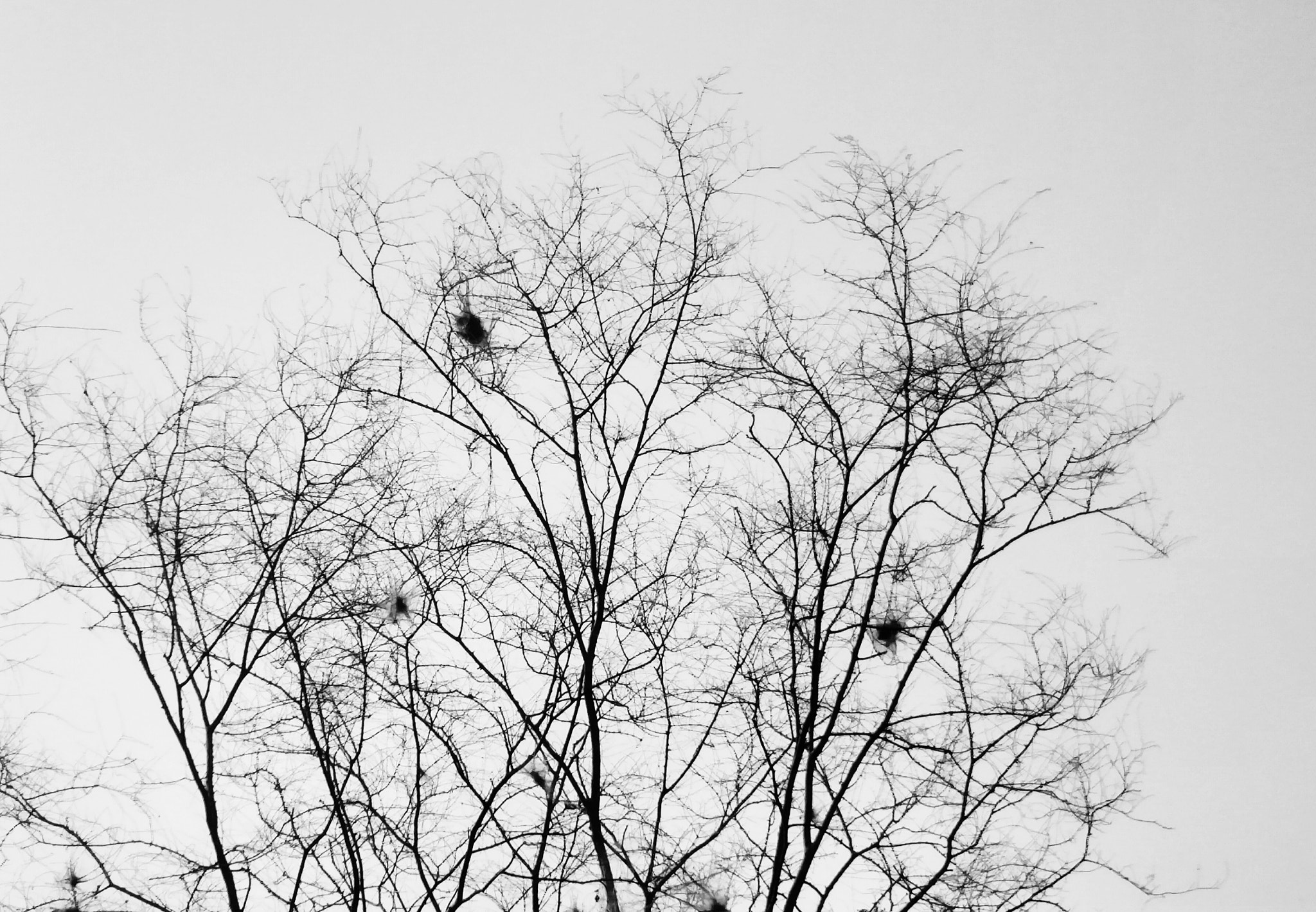 Motorola XT1225 sample photo. Barren tree ..... photography