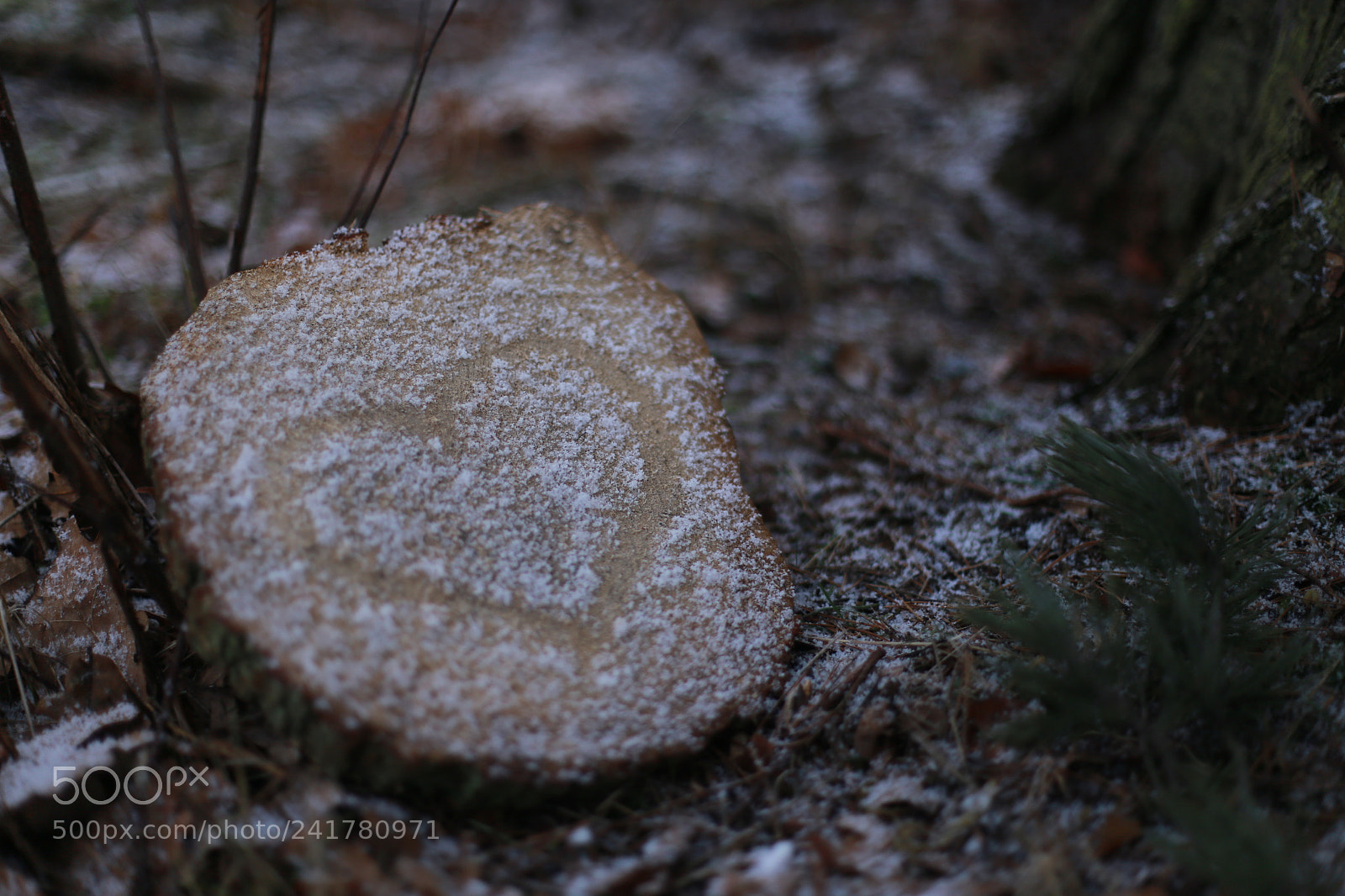 Canon EOS 6D + Canon EF 50mm F1.4 USM sample photo. Forest/las/puszcza photography
