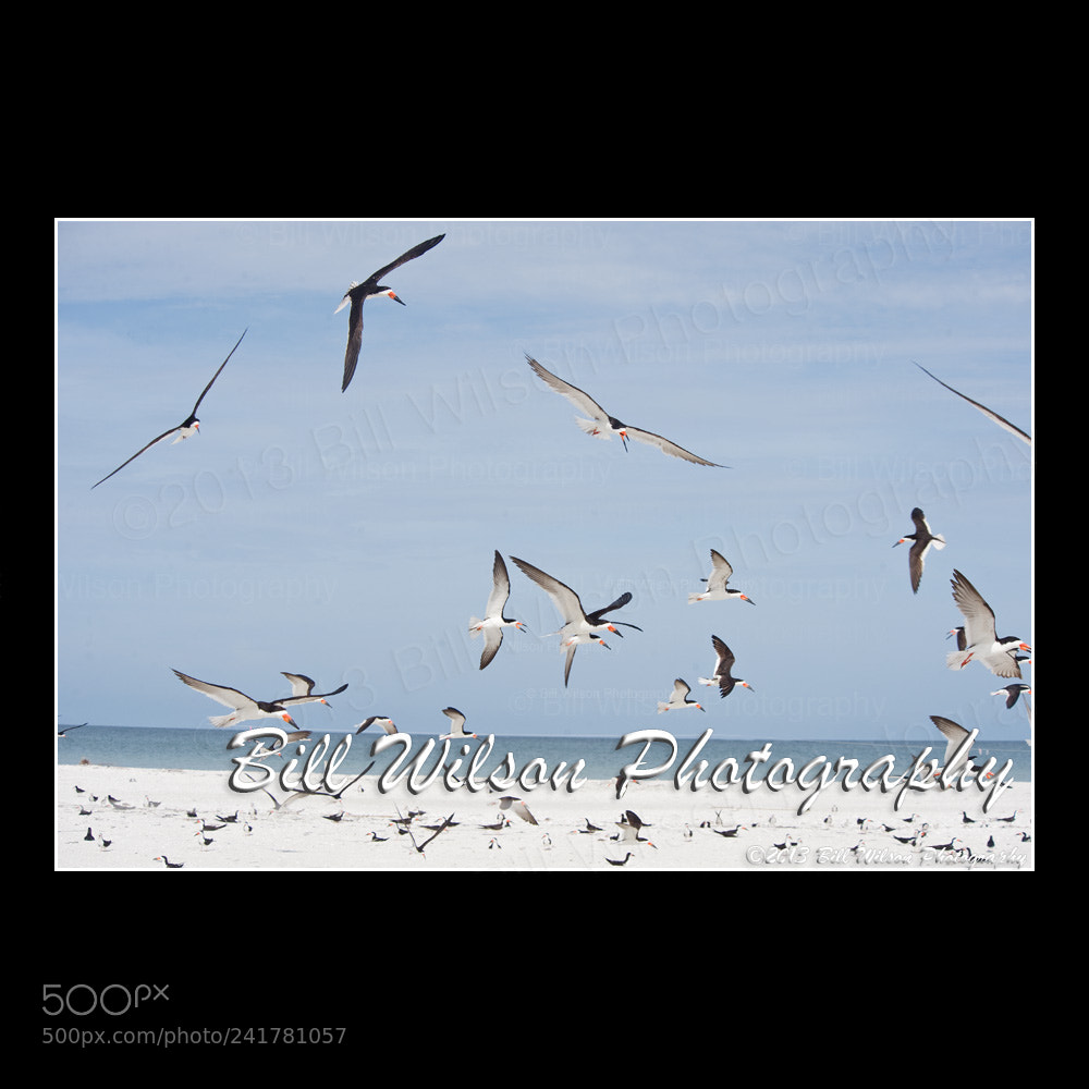 Nikon D3 sample photo. Skimmers flight fl photography