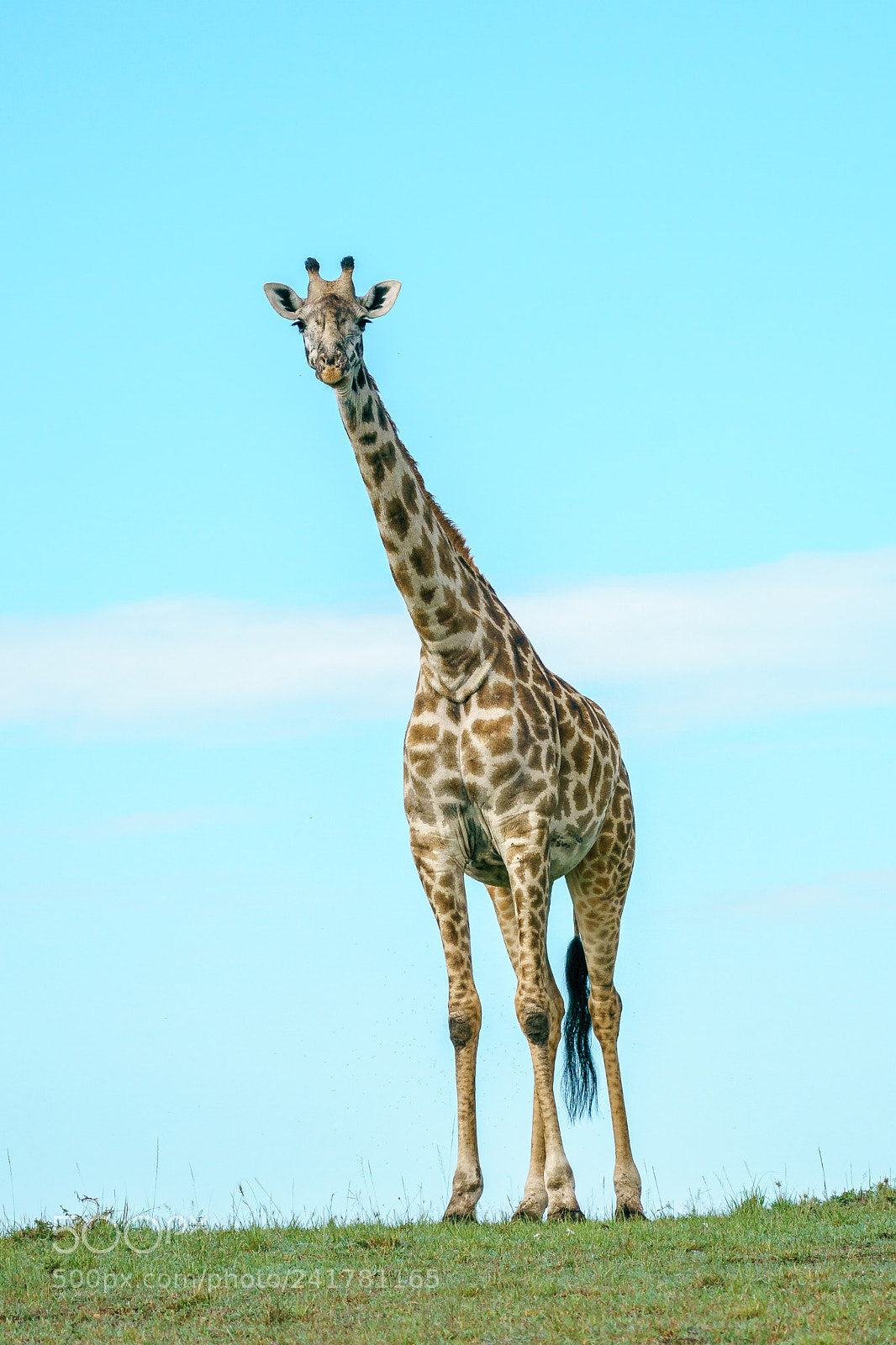 Sony a9 sample photo. Giraffe in the mara photography