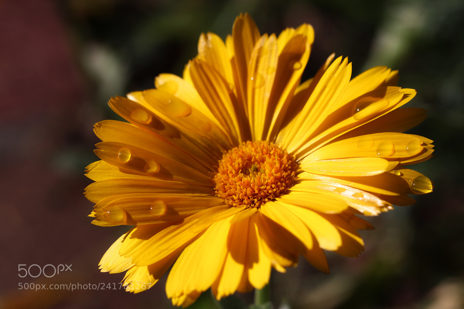 Canon EOS 77D (EOS 9000D / EOS 770D) sample photo. Calendula. hard to believe photography