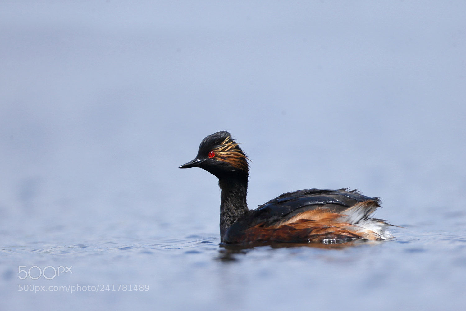 Canon EOS-1D X sample photo. _i3k7670-2.jpg photography