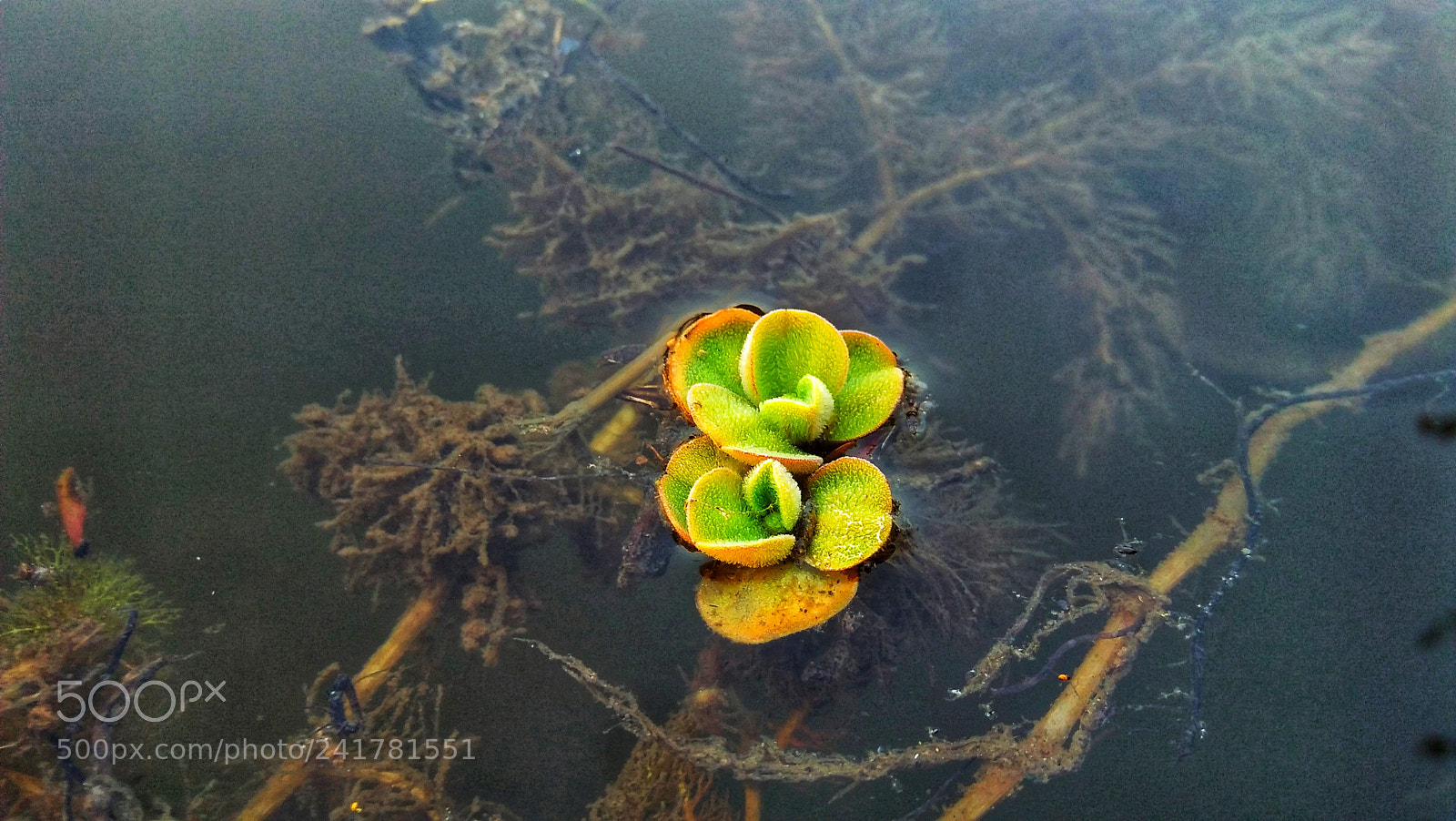 OPPO A37fw-International sample photo. Untitled photography