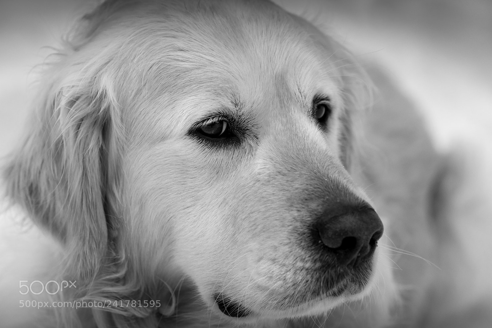 Fujifilm X-T2 sample photo. Lardo photography